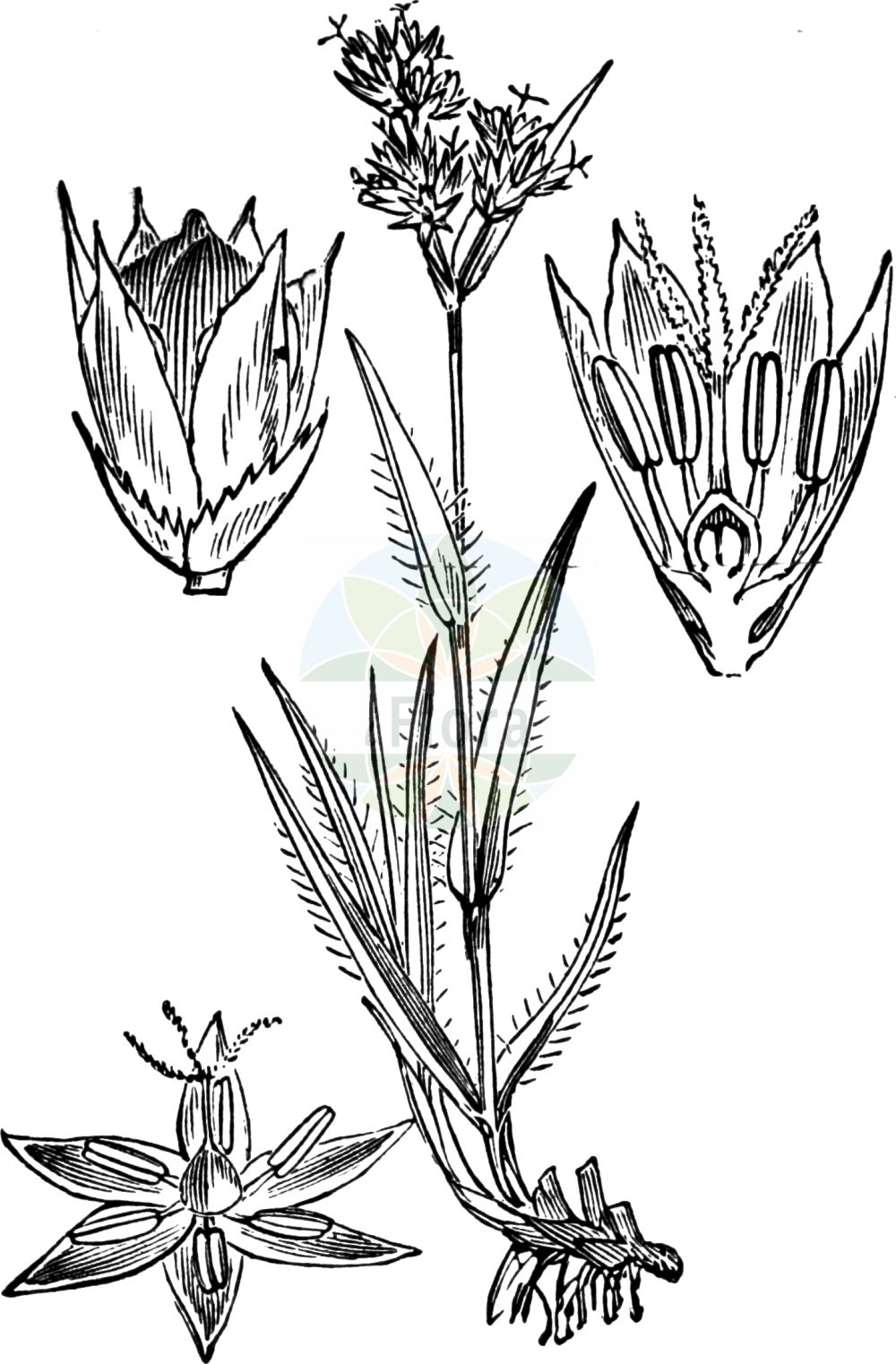 Luzula campestris - Juncaceae,Plantae,Pteridobiotina,Angiosperms,Poales,Juncaceae,Luzula,Luzula campestris,Cyperella campestris, Gymnodes campestris, Juncoides campestre, Juncoides campestris, Juncoides campestris var. vulgaris, Juncus campestris, Juncus subpilosus, Luciola campestris, Luzula campestris f. vulgaris, Luzula campestris subsp. vulgaris, Luzula campestris var. campestris, Luzula campestris var. genuina, Luzula campestris var. minor, Luzula campestris var. vulgaris, Luzula insularis, Luzula subpilosa, Luzula subpilosa, Luzula vulgaris,Gewöhnliche Hainsimse;Feld-Hainsimse;Hasenbrot;field wood-rush;good-friday grass;sweep's brush;Luzule des champs;luzule champêtre;jonc des champs;luzula comun;luzula común;Erba lucciola comune;giunco esile;erba lucciola;erba lucciola commune;gewoone veldbies;gewone veldbies;ожика равнинная;ожика слабоволосистая;luzuotu;luzula e fushës;luzulë;lúzula campestre;poljska bekica;knipp-fryle;knippfryle;mark-frytle;kosmatka polna;poljska bekica;mezei perjeszittyó;bika ladní;mălaiul cucului;chlpaňa poľná;ожика рівнинна;полска светлика;põld-piiphein;lauka zemlālitē;markfrytle;ketopiippo;беквица;обична бекица;пољска бекица;ganyklinis kiškiagrikis;λουζούλα