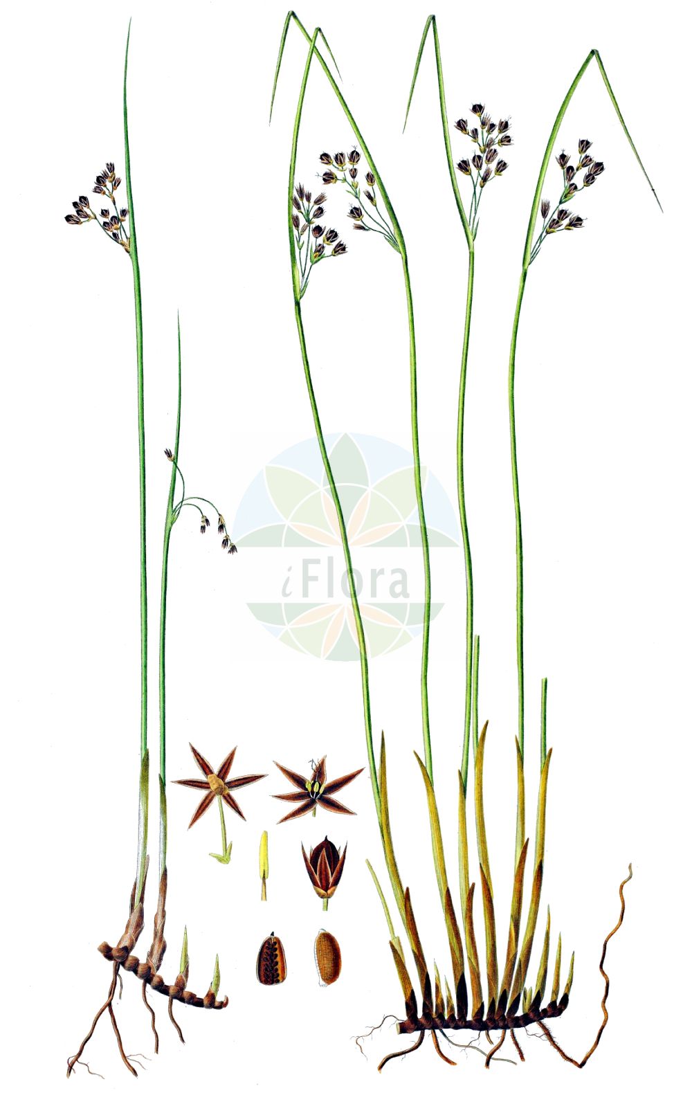 Juncus balticus - Juncaceae,Plantae,Pteridobiotina,Angiosperms,Poales,Juncaceae,Juncus,Juncus balticus,Juncus arcticus subsp. balticus, Juncus arcticus var. balticus, Juncus balticus subsp. vallicola, Juncus balticus unr. europaeus, Juncus balticus var. balticus, Juncus balticus var. europaeus, Juncus glaucus var. littoralis, Juncus helodes,Baltische Binse;baltic rush;mexican rush;jonc de la Baltique;Noorse rus;noordse rus;ситник балтийский;goga;jonc pirinenc;östersjötåg;klit-siv;sit bałtycki;randluga;Baltijas donis;sandsev;merivihvilä;baltijinis vikšris