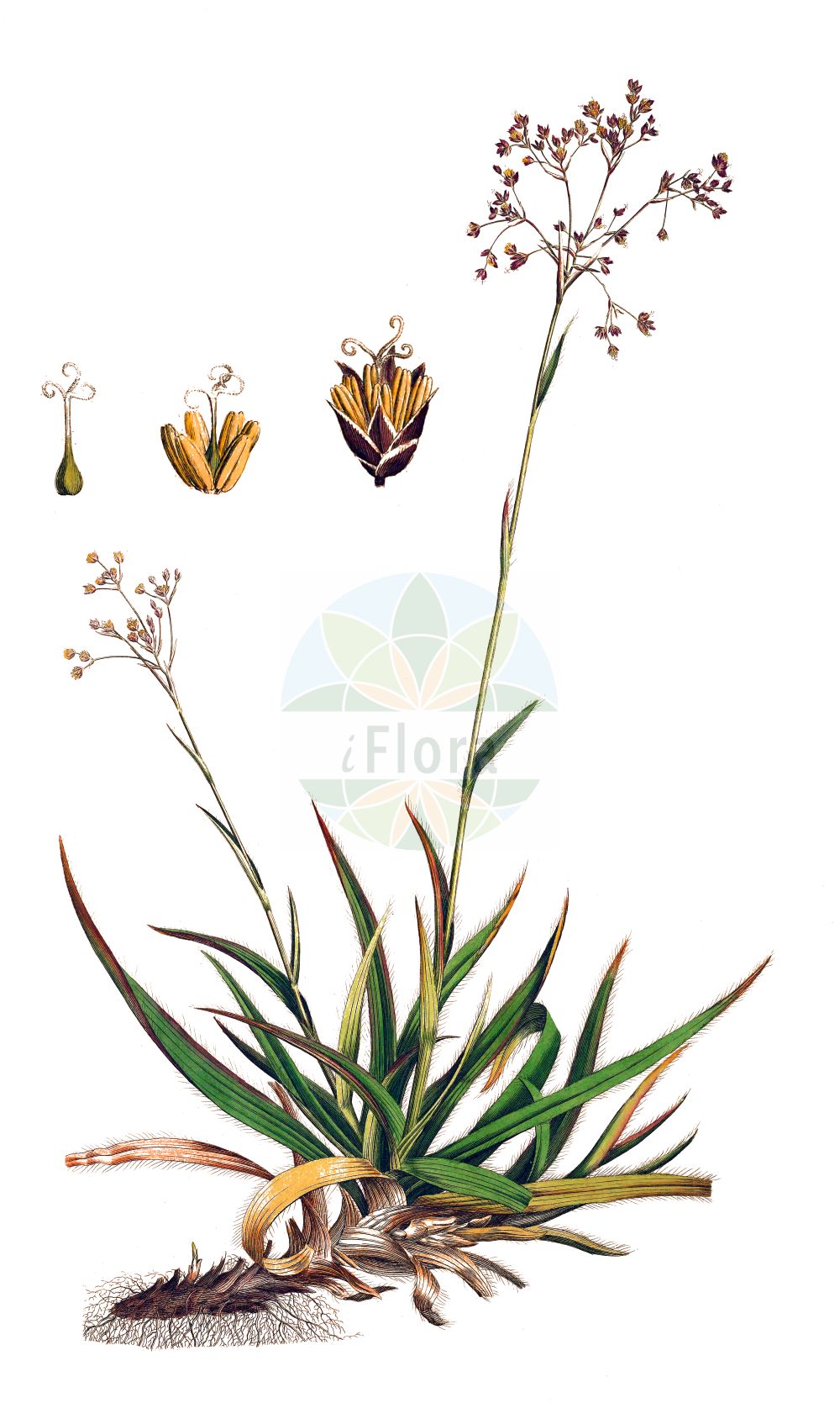 Luzula sylvatica - Juncaceae,Plantae,Pteridobiotina,Angiosperms,Poales,Juncaceae,Luzula,Luzula sylvatica,Juncoides sylvatica, Juncus sylvaticus, Luciola sylvatica,Wald-Hainsimse;Gewöhnliche Wald-Hainsimse;Große Hainsimse;Siebers Wald-Hainsimse;Wald-Hainbinse;great wood-rush;greater woodrush;shadowgrass;Luzule des forêts;luzule des bois;grande luzule;luzule à larges feuilles;luzule élevée;lúzula del bosque;Erba lucciola a foglie larghe;giunco mucronato;groote veldbies;grote veldbies;ожика лесная;meşe luzulu;luzulë;lúzula selvàtica;šumska bekica;stor-fryle;storfryle;stor frytle;kosmatka olbrzymia;gozdna bekica;erdei perjeszittyó;bika lesní;chlpaňa lesná;ожика лісова;горска светлика;storfrytle