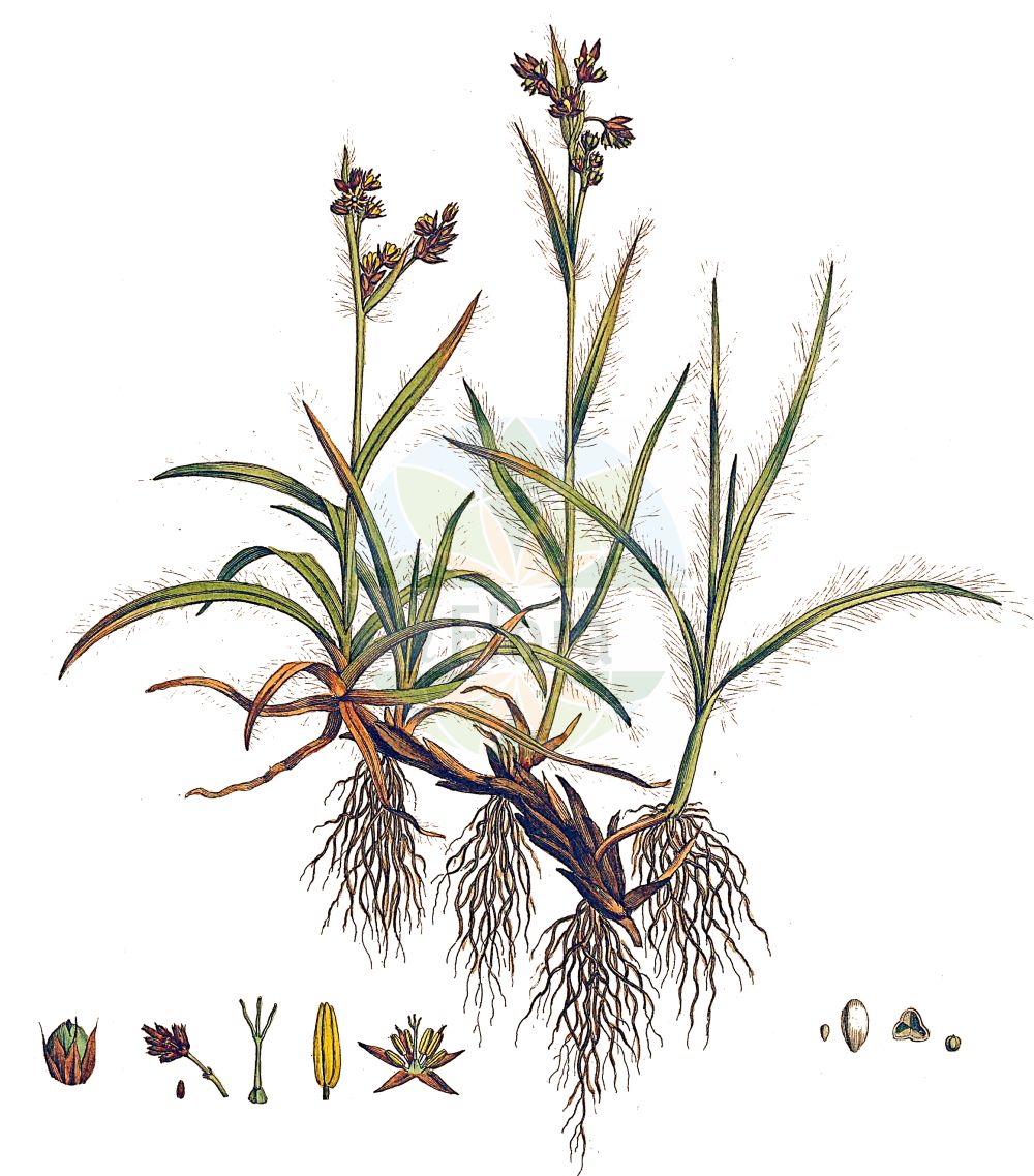 Luzula campestris - Juncaceae,Plantae,Pteridobiotina,Angiosperms,Poales,Juncaceae,Luzula,Luzula campestris,Cyperella campestris, Gymnodes campestris, Juncoides campestre, Juncoides campestris, Juncoides campestris var. vulgaris, Juncus campestris, Juncus subpilosus, Luciola campestris, Luzula campestris f. vulgaris, Luzula campestris subsp. vulgaris, Luzula campestris var. campestris, Luzula campestris var. genuina, Luzula campestris var. minor, Luzula campestris var. vulgaris, Luzula insularis, Luzula subpilosa, Luzula subpilosa, Luzula vulgaris,Gewöhnliche Hainsimse;Feld-Hainsimse;Hasenbrot;field wood-rush;good-friday grass;sweep's brush;Luzule des champs;luzule champêtre;jonc des champs;luzula comun;luzula común;Erba lucciola comune;giunco esile;erba lucciola;erba lucciola commune;gewoone veldbies;gewone veldbies;ожика равнинная;ожика слабоволосистая;luzuotu;luzula e fushës;luzulë;lúzula campestre;poljska bekica;knipp-fryle;knippfryle;mark-frytle;kosmatka polna;poljska bekica;mezei perjeszittyó;bika ladní;mălaiul cucului;chlpaňa poľná;ожика рівнинна;полска светлика;põld-piiphein;lauka zemlālitē;markfrytle;ketopiippo;беквица;обична бекица;пољска бекица;ganyklinis kiškiagrikis;λουζούλα