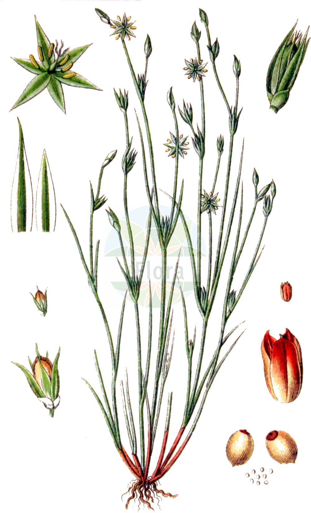 Juncus - Juncaceae,Biota,Plantae,Pteridobiotina,Tracheophyta,Liliopsida,Poales,Juncaceae,Juncus,Agathryon, Alpinojuncus, Australojuncus, Boreojuncus, Cephaloxys, Isoetes, Juncastrum, Juncinella, Juncinella, Microschoenus, Phylloschoenus, Stygiaria, Tenageia, Tristemon, Verojuncus