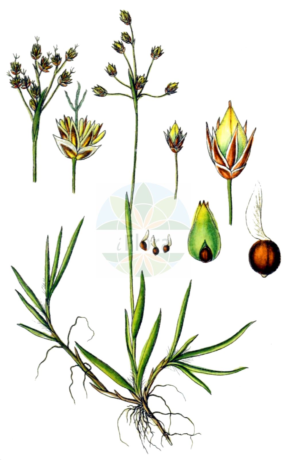 Luzula luzulina - Juncaceae,Plantae,Pteridobiotina,Angiosperms,Poales,Juncaceae,Luzula,Luzula luzulina,Juncoides luzulina, Juncus flavescens, Juncus luzulinus, Luzula flavescens, Luzula flavescens var. murrea, Luzula hostii, Luzula hostii subsp. murrea, Luzula hostii var. murrea, Luzula murrea, Luzula murrea, Nemorinia flavescens, Pterodes flavescens,Gelbliche Hainsimse;yellow wood-rush;Luzule jaunâtre;Erba lucciola delle peccete;ожика светлая;bayır luzulu;sitna bekica;kosmatka żółtawa;rumenkasta bekica;bika žlutavá;chlpaňa žltkastá;ожика світла;хостова светлика