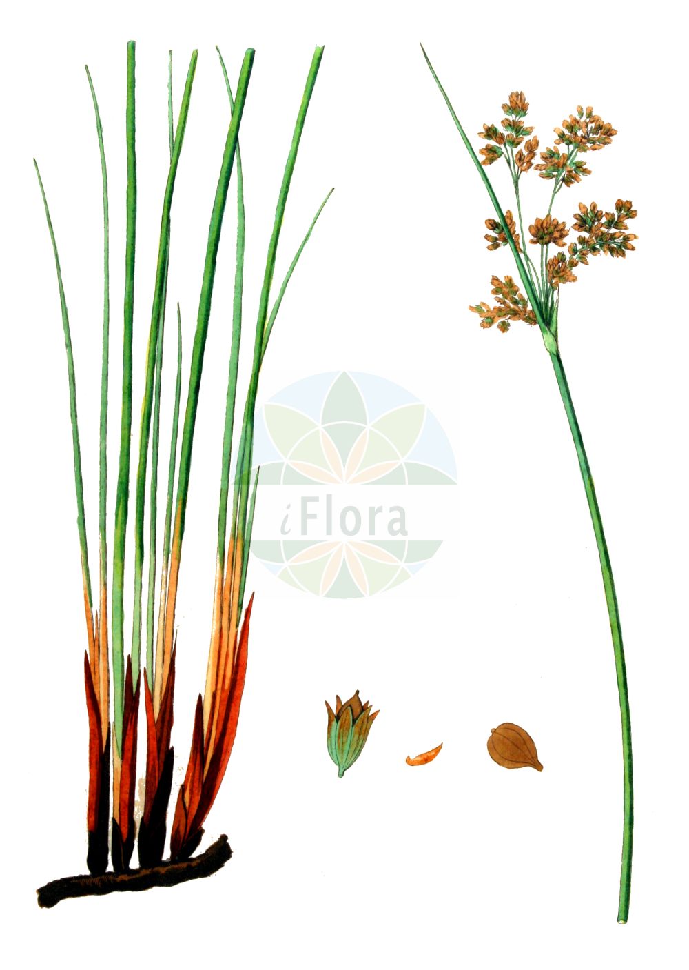 Juncus maritimus - Juncaceae,Plantae,Pteridobiotina,Angiosperms,Poales,Juncaceae,Juncus,Juncus maritimus,Juncus broteri, Juncus maritimus unr. ponticus, Juncus maritimus var. atlanticus, Juncus maritimus var. congestus, Juncus maritimus var. contractus, Juncus maritimus var. luxurians, Juncus maritimus var. nervatus, Juncus maritimus var. ponticus, Juncus paui, Juncus ponticus, Juncus pseudacutus, Juncus spinosus var. congestus, Schoenus coarctatus,Strand-Binse;Meerstrand-Binse;Strand-Simse;sea rush;seaside rush;jonc maritime;junco marino;junco marítimo;giunco marino;zeerus;zee-rus;junco-marítimo;junco-das-esteiras;морска дзука;ситник морской;ситник приморский;peygamberkılıcı;kulmak;kulmaku bregdetar;zhukë;jonc marítim;brula;strand-tåg;strandtåg;strand-siv;sit morski;obmorsko ločje;tengeri szittyó;pipirig de mare;sitina pobrežná;ситник приморський;морска дзука;samar yammi;סָמָר יַמִּי