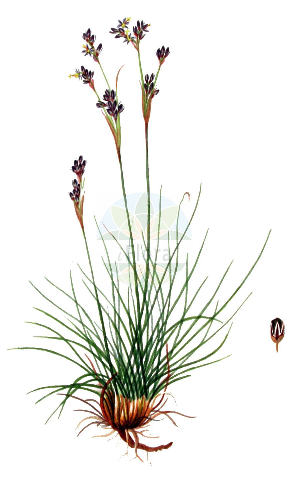 Juncus squarrosus - Juncaceae,Plantae,Pteridobiotina,Angiosperms,Poales,Juncaceae,Juncus,Juncus squarrosus,Juncus ellmanii, Juncus sprengelii, Juncus squarrosus subsp. ellmanii, Juncus squarrosus var. glomeratus, Juncus squarrosus var. longibracteatus, Juncus squarrosus var. luxurians, Juncus strictus,Sparrige Binse;Sparrige Simse;heath rush;mosquito rush;Jonc rude;junco escamoso;Giunco delle torbiere;giunco squarroso;trek-rus;trekrus;ситник растопыренный;süpürge kofası;jonc esquarrós;sit;borst-tåg;borsttåg;børste-siv;sit sztywny;berzedt szittyó;sítina kostrbatá;sitina kostrbatá;ситник розчепірений;nõmmluga;skrajais donis;heisev;harjasvihvilä;šerialapis vikšis