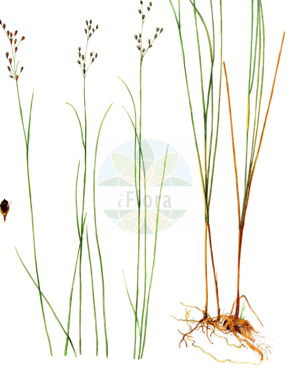 Juncus - Juncaceae,Biota,Plantae,Pteridobiotina,Tracheophyta,Liliopsida,Poales,Juncaceae,Juncus,Agathryon, Alpinojuncus, Australojuncus, Boreojuncus, Cephaloxys, Isoetes, Juncastrum, Juncinella, Juncinella, Microschoenus, Phylloschoenus, Stygiaria, Tenageia, Tristemon, Verojuncus