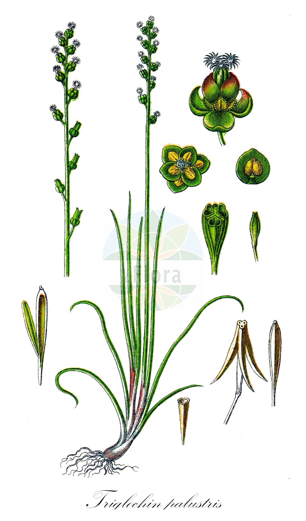 Historische Abbildung von Triglochin palustris (Sumpf-Dreizack - Marsh Arrowgrass). Das Bild zeigt Blatt, Bluete, Frucht und Same. ---- Historical Drawing of Triglochin palustris (Sumpf-Dreizack - Marsh Arrowgrass). The image is showing leaf, flower, fruit and seed.(Triglochin palustris,Sumpf-Dreizack,Marsh Arrowgrass,Triglochin palustris,Sumpf-Dreizack,Marsh Arrowgrass,Triglochin,Dreizack,Arrowgrass,Juncaginaceae,Dreizackgewächse,Arrowgrass family,Blatt,Bluete,Frucht,Same,leaf,flower,fruit,seed,Sturm (1796f))