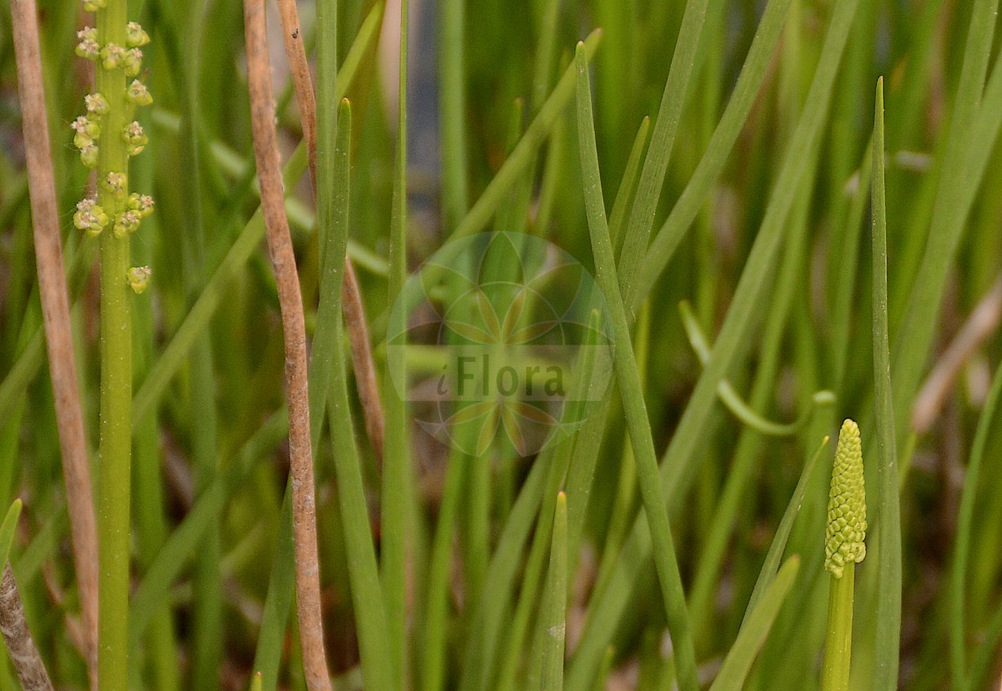 Foto von Triglochin maritima (Strand-Dreizack - Sea Arrowgrass). Das Foto wurde in Bonn, Nordrhein-Westfalen, Deutschland aufgenommen. ---- Photo of Triglochin maritima (Strand-Dreizack - Sea Arrowgrass). The picture was taken in Bonn, North Rhine-Westphalia, Germany.(Triglochin maritima,Strand-Dreizack,Sea Arrowgrass,Triglochin maritima,Strand-Dreizack,Salz-Dreizack,Sechszack,Sea Arrowgrass,Seaside Arrowgrass,Triglochin,Dreizack,Arrowgrass,Juncaginaceae,Dreizackgewächse,Arrowgrass family)
