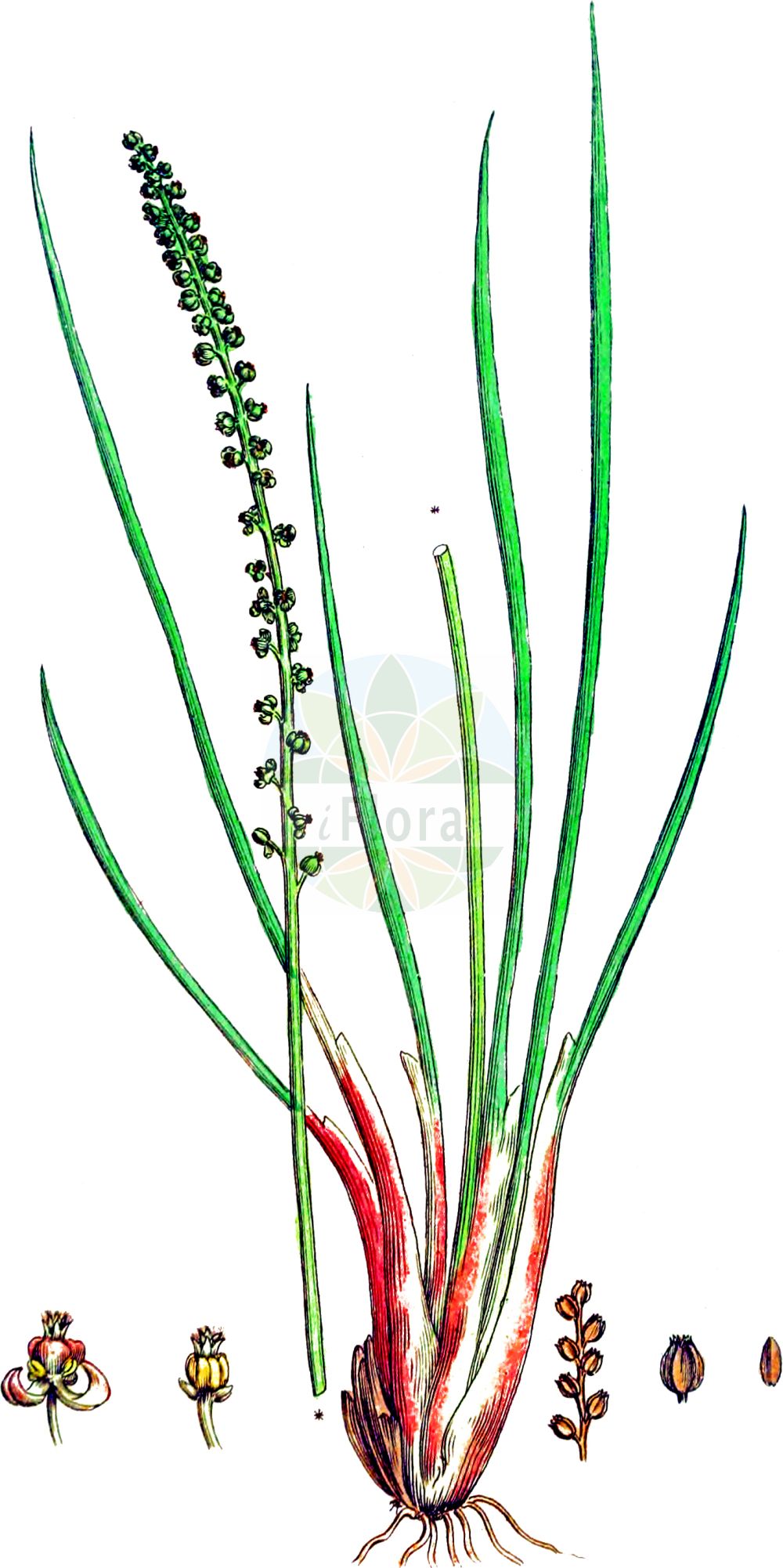 Historische Abbildung von Triglochin maritima (Strand-Dreizack - Sea Arrowgrass). Das Bild zeigt Blatt, Bluete, Frucht und Same. ---- Historical Drawing of Triglochin maritima (Strand-Dreizack - Sea Arrowgrass). The image is showing leaf, flower, fruit and seed.(Triglochin maritima,Strand-Dreizack,Sea Arrowgrass,Triglochin maritima,Strand-Dreizack,Salz-Dreizack,Sechszack,Sea Arrowgrass,Seaside Arrowgrass,Triglochin,Dreizack,Arrowgrass,Juncaginaceae,Dreizackgewächse,Arrowgrass family,Blatt,Bluete,Frucht,Same,leaf,flower,fruit,seed,Svensk Botanik (Svensk Botanik))