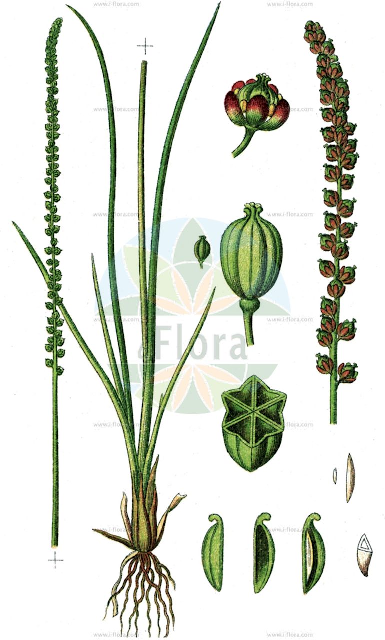 Triglochin maritima - Juncaginaceae,Plantae,Pteridobiotina,Angiosperms,Alismatales,Juncaginaceae,Triglochin,Triglochin maritima,Hexaglochin maritima, Hexaglochin sexlocularis, Juncago maritima, Triglochin ani, Triglochin asiatica, Triglochin concinna, Triglochin concinna var. debilis, Triglochin concinna var. deserticola, Triglochin debile, Triglochin debilis, Triglochin elata, Triglochin maritima f. exangularis, Triglochin maritima f. maritima, Triglochin maritima f. multifissa, Triglochin maritima f. sexangularis, Triglochin maritima subsp. asiatica, Triglochin maritima var. altoandina, Triglochin maritima var. asiatica, Triglochin maritima var. debilis, Triglochin maritima var. deserticola, Triglochin maritima var. deserticola, Triglochin maritima var. elata, Triglochin monanthos, Triglochin narbonensis, Triglochin roegneri, Triglochin salina, Triglochin sexlocularis, Triglochin transcaucasica,Strand-Dreizack;Salz-Dreizack;Sechszack;sea arrowgrass;arrow grass;troscart maritime;seaside arrowgrass;troscart maritime;junco bastardo marino;giuncastrello marino;strand-zoutgras;strandzoutgras;schorrenzoutgras;erva-do-brejo;erva-dos-salgadiços;триостренник приморский;dağ suçengeli;trigloquin;trošipan;havssälting;strand-trehage;świbka morska;shiba-na;シバナ;obmorska triroglja;tengerpari kígyófű;bařička přímořská;barička prímorská;тризубець морський;приморски триостренник;rand-õisluht;jūrmalas āžloks;fjøresaulauk;merisuolake;pajūrinė narytžolė;hǎi jiǔ cài;海韭菜