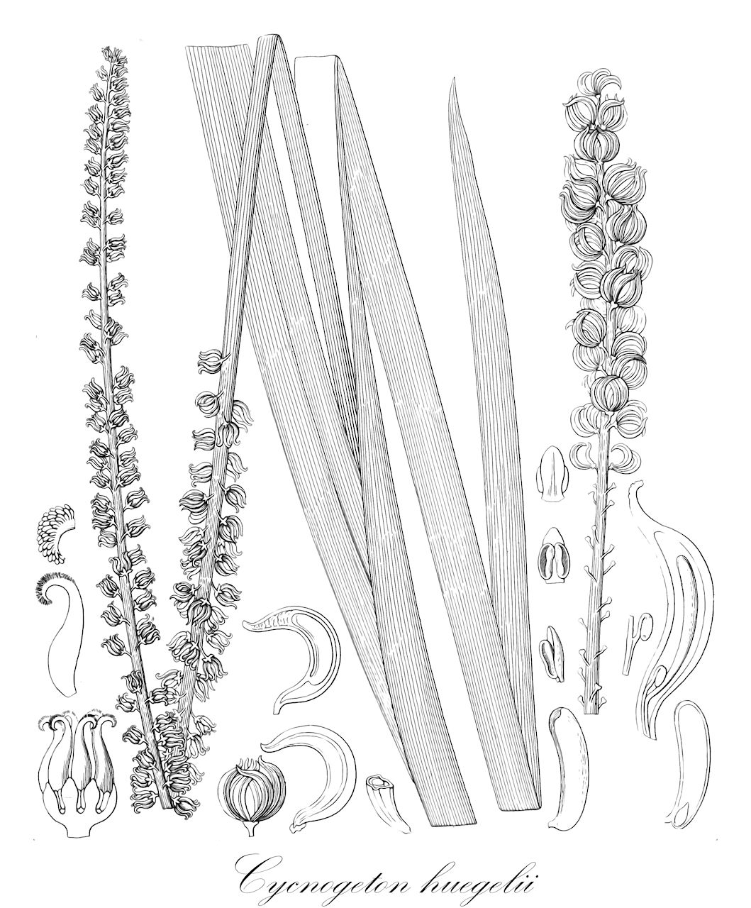 Cycnogeton huegelii - Juncaginaceae,Plantae,Pteridobiotina,Angiosperms,Alismatales,Juncaginaceae,Cycnogeton,Cycnogeton huegelii,Triglochin huegelii, Triglochin procera var. eleutherocarpa