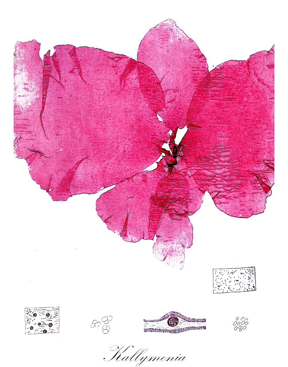 Kallymenia - Kallymeniaceae,Biota,Plantae,Rhodophyta,Eurhodophytina,Florideophyceae,Gigartinales,Kallymeniaceae,Kallymenia