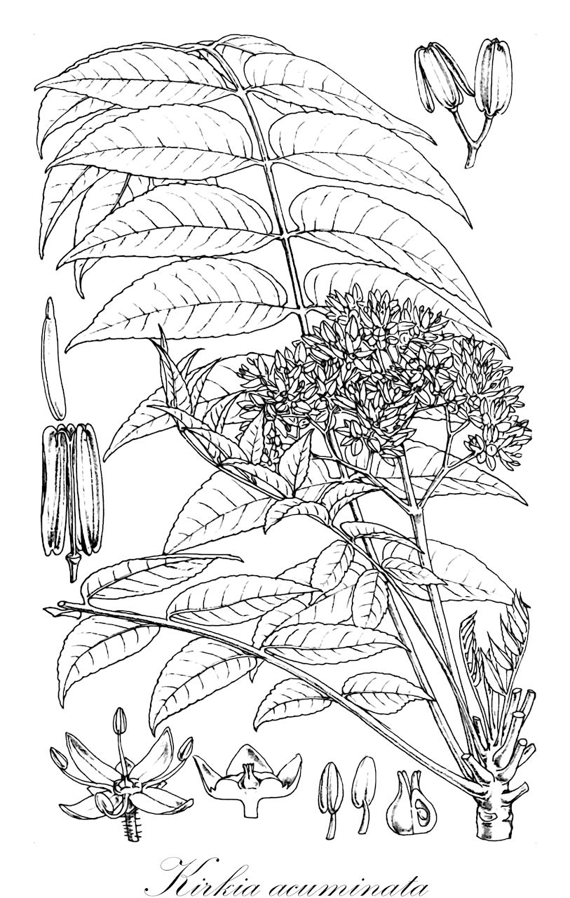 Kirkia acuminata - Kirkiaceae,Plantae,Pteridobiotina,Angiosperms,Sapindales,Kirkiaceae,Kirkia,Kirkia acuminata,Kirkia acuminata var. cordata, Kirkia acuminata var. pubescens, Kirkia glauca, Kirkia pubescens