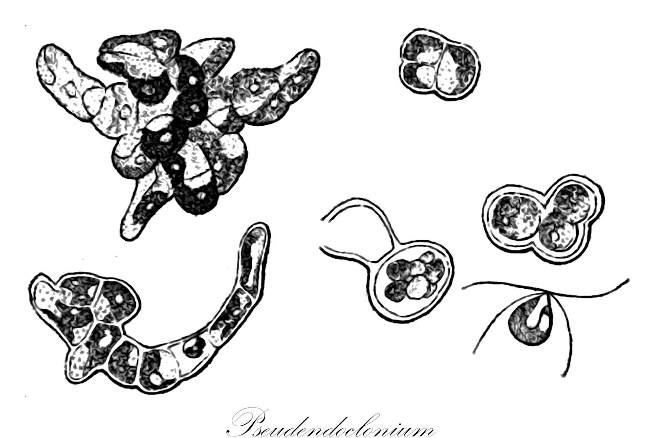 Pseudendoclonium - Chlorophyta,Biota,Plantae,Chlorophyta,Chlorophytina,Ulvophyceae,Ulvales,Kornmanniaceae,Pseudendoclonium,Pseudodendoclonium