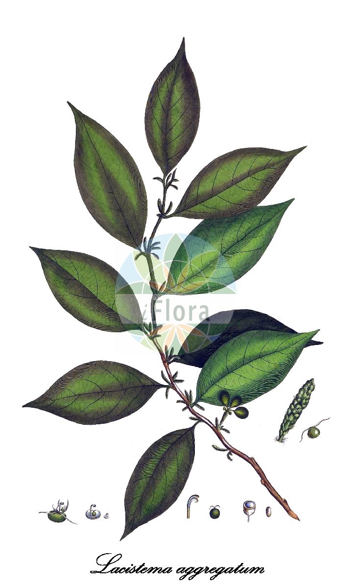 Lacistema aggregatum - Lacistemataceae,Plantae,Pteridobiotina,Angiosperms,Malpighiales,Lacistemataceae,Lacistema,Lacistema aggregatum,Didymandra purpurea, Lacistema aggregatum var. elongatum, Lacistema angustum, Lacistema bolivianum, Lacistema coriaceum, Lacistema curtum, Lacistema elongatum, Lacistema floribundum, Lacistema guyanense, Lacistema myricoides, Lacistema myricoides var. stipitatum, Lacistema oblongum, Lacistema occidentale, Lacistema orinocense, Lacistema pacificum, Lacistema poeppigii, Lacistema purpureum, Lacistema rosidiscum, Lacistema weberbaueri, Nematospermum laevigatum, Piper aggregatum, Piper fasciculare, Synzyganthera purpurea
