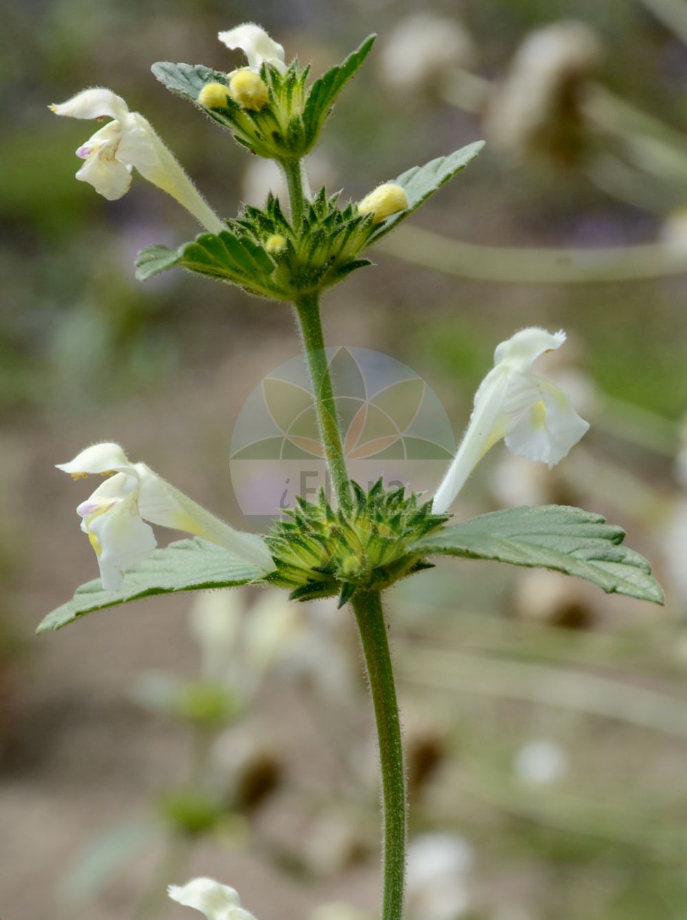 Galeopsis segetum - Lamiaceae,Plantae,Pteridobiotina,Angiosperms,Lamiales,Lamiaceae,Galeopsis,Galeopsis segetum,Dalanum segetum, Galeopsis cannabina, Galeopsis conillii, Galeopsis dubia, Galeopsis dubia prol. nepetifolia, Galeopsis dubia var. brevifolia, Galeopsis dubia var. cryptantha, Galeopsis dubia var. nepetifolia, Galeopsis elegans, Galeopsis grandiflora, Galeopsis ladanum subsp. villosa, Galeopsis media, Galeopsis nepetifolia, Galeopsis ochroleuca, Galeopsis ochroleuca var. versicolor, Galeopsis segetum f. glabra, Galeopsis segetum var. aranensis, Galeopsis tetrahit subsp. grandiflora, Galeopsis tetrahit var. cannabina, Galeopsis villosa, Ladanella segetum, Ladanum dubium, Ladanum luteum, Ladanum ochroleucum, Tetrahit longiflorum,Saat-Hohlzahn;Gelber Hohlzahn;downy hemp-nettle;yellow hemp-nettle;Galéopsis des moissons;chanvre sauvage;galéopsis douteux;galéopsis à grande fleur;figure-de-chat;galéopse des champs;galéopse des moissons;galéopse douteux;galéopsis à grandes fleurs;Canapetta campestre;orticaccia;canapaccia sericea;mjuk-dån;bleekgeele hennepnetel;bleekgele hennepnetel;пикульник посевной;galeopsis blanca;žutičava srba;guldån;žitni zebrat;szőrös kenderkefű;vetési kenderkefű;konopice bledožlutá;ziabor žltkastobiely