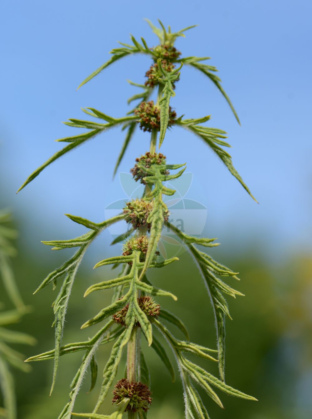 Lycopus exaltatus - Lamiaceae,Plantae,Pteridobiotina,Angiosperms,Lamiales,Lamiaceae,Lycopus,Lycopus exaltatus,Lycopus europaeus var. exaltatus, Lycopus europaeus var. laciniatus, Lycopus exaltatus var. ovatus, Lycopus italicus, Lycopus laciniatus, Lycopus pinnatifidus,Hoher Wolfstrapp;Hoher Wolfsfuß;erba-sega maggiore;зюзник высокий;az kurtayağı;likopës;visoka vučja noga;karbieniec wyniosły;deljenolisteni regelj;magas peszérce;karbinec statný;ciorvană mare;karbinec statný;karbinec vysoký;вовконіг високий;висока катушка;вучја нога;цетворна вучја нога;shēn liè;深裂