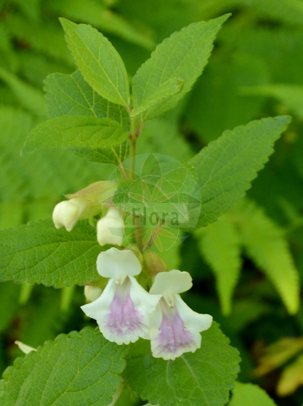 Melittis melissophyllum - Lamiaceae,Plantae,Pteridobiotina,Angiosperms,Lamiales,Lamiaceae,Melittis,Melittis melissophyllum,Melittis melissifolium,Immenblatt;Bergmelisse;bastard balm;wood bastard balm;Mélitte à feuilles de mélisse;mélisse puante;herbe sacrée;herbe saine;herbe sainte;mélisse bâtarde;mélisse de Tragus;mélisse des bois;mélisse des montagnes;mélisse punaise;mélisse sauvage;mélissière;mélissot;mélitte;melisa bastarda;melisa de campo;melisa silvestre;tolonjina;toronjil;toronjil de campo;toronjil de monte;toronjil silvestre;toronjín;Erba limona comune;melino;bocca di lupo;betonica-bastarda;melissa-bastarda;betónia-bastarda;betónica-bastarda;cideira-bastarda;falsa-cidreira;falsa-erva-cidreira;кадило мелиссолистное;pis oğulotu;melit;melissot;toronjí;xuclamel;medenika;miodownik melisowaty;miodownik wielkokwiatowy;navadna medenika;déli méhfű;medovník meduňkolistý;medúnka medovkolistá;кадило карпатське;кадило сарматське;кошутина;melisalapė medumėlė