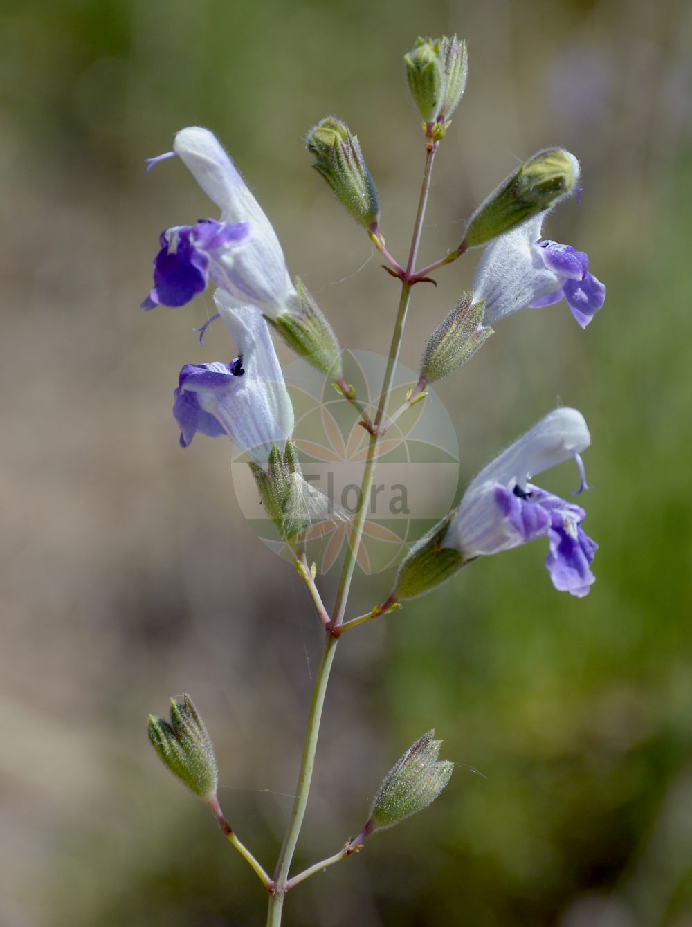 Salvia candelabrum - Lamiaceae,Plantae,Pteridobiotina,Angiosperms,Lamiales,Lamiaceae,Salvia,Salvia candelabrum,Salvia candelabriformis,flor de adorno;matagallo macho;salima basta;selima basta