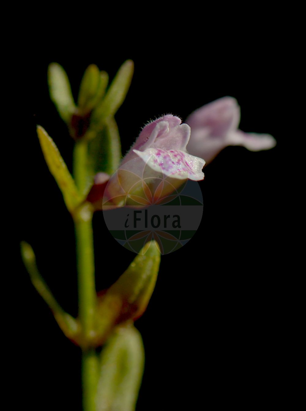 Scutellaria minor - Lamiaceae,Plantae,Pteridobiotina,Angiosperms,Lamiales,Lamiaceae,Scutellaria,Scutellaria minor,Cassida minor, Cassida minor, Scutellaria galericulata subsp. minor, Scutellaria hastifolia, Scutellaria minor var. elatior, Scutellaria pumila,Kleines Helmkraut;lesser skullcap;south american skullcap;toque mineure;petite toque;petite scutellaire;scutellaire mineure;scutellaire naine;tercianaria menor;scutellaria minore;kruipende boterbloem;klein gliedkruid;klein glidkruid;escutelária;шлемник малый;escutel·lària;små frossört