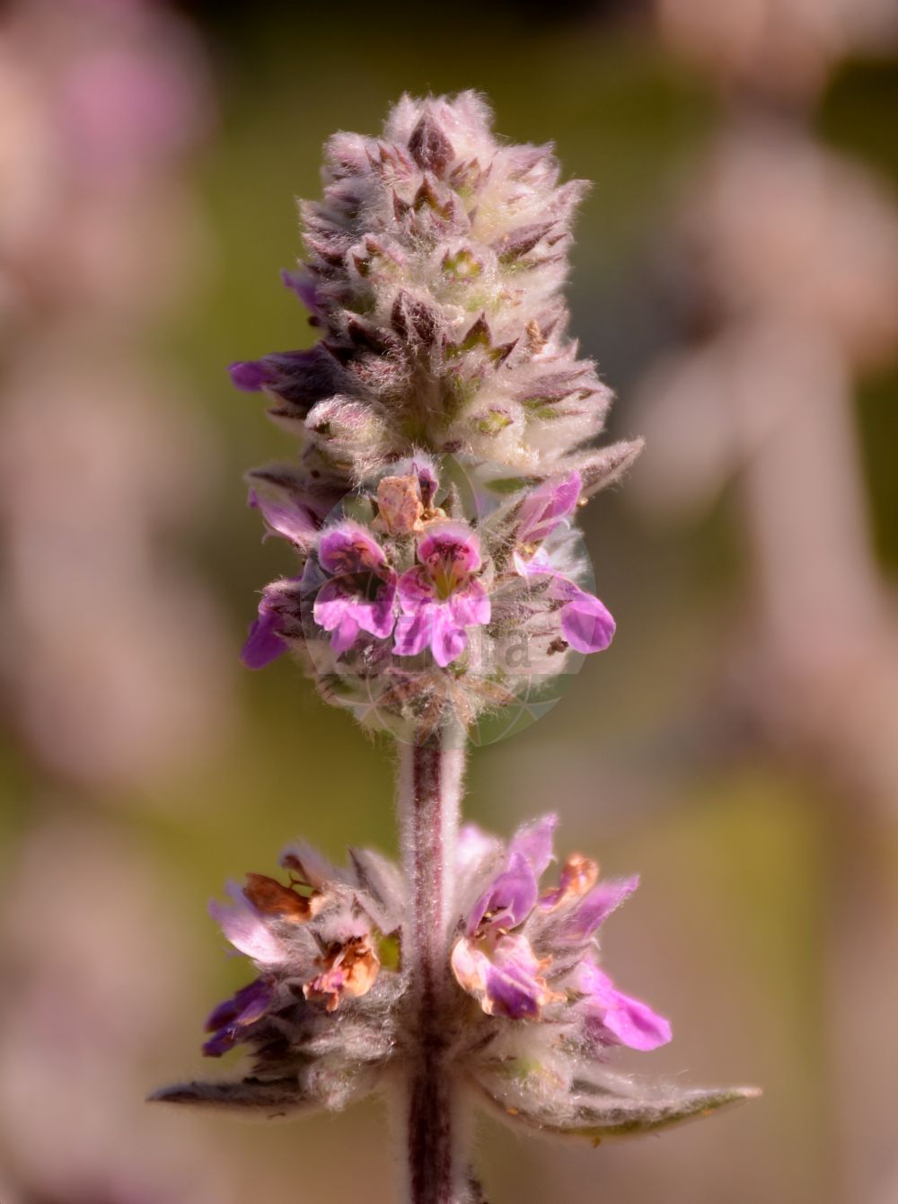 Stachys germanica - Lamiaceae,Plantae,Pteridobiotina,Angiosperms,Lamiales,Lamiaceae,Stachys,Stachys germanica,Eriostomum germanicum, Leonurus germanica, Stachys tomentosa,Deutscher Ziest;downy woundwort;german hedge nettle;german stachys;Epiaire tomenteuse;epiaire d'Allemagne;épiaire d'Allemagne;épi fleuri;épiaire blanc;sauge molle;salvia de montana;ortiga hedionda;salvia de alta montaña;salvia de montaña;salvia de monte;stregona germanica;Stregona germanica;erba Pietro;madriselva;salvia selvatica;strega germanica;Mexicaans liefdegras;Duitse andoorn;чистец германский;boz deliçay;sarushë;sarushë e Gjermanisë;estaquis germànica;germanski čistac;czyściec kosmaty;nemski čišljak;fehér tisztesfű;čistec německý;jaleș;čistec nemecký;чистець германський;Германски ранилист;германски чистац