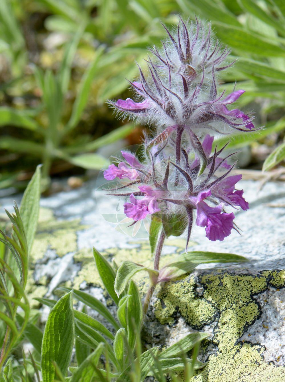 Stachys lavandulifolia - Lamiaceae,Plantae,Pteridobiotina,Angiosperms,Lamiales,Lamiaceae,Stachys,Stachys lavandulifolia,Sideritis calycantha, Stachys boissieri, Stachys calycantha, Stachys lavandulifolia var. glabrescens, Stachys tomentosa, Stachys zuvandica, Zietenia lavandulifolia, Zietenia orientalis