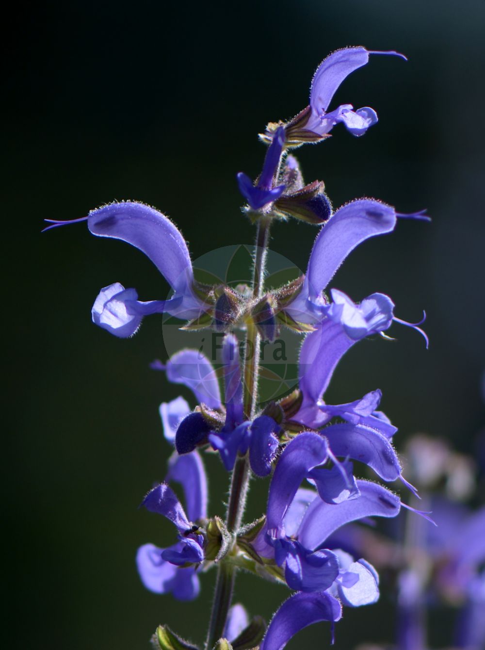 Salvia pratensis - Lamiaceae,Plantae,Pteridobiotina,Angiosperms,Lamiales,Lamiaceae,Salvia,Salvia pratensis,Gallitrichum pratense, Plethiosphace pratensis, Salvia pratensis var. caerulea, Sclarea pratensis,Wiesen-Salbei;meadow clary;meadow sage;introduced sage;Sauge des prés;sauge commune;salvia de los prados;gallocresta rústica;gallocresta silvestre;hormigón de prados;salvia pratense;savia;tárrago;Salvia comune;salvia dei prati;veldsalie;шалфей луговой;sherbelë;sherbelë e livadheve;madrona;sàlvia de prat;tàrrec;tàrrec de prat;tarró;livadna kadulja;ängssalvia;eng-salvie;szałwia łąkowa;travniška kadulja;mezei zsálya;šalvěj luční;salvie de cîmp;šalvia lekárska;šalvia lučná;шавлія лучна;ливаден конски босилек;aassalvei;pļavas salvija;engsalvie;niittysalvia;дивља кадуља;ливадарка жалфија;ливадна кадуља;pievinis šalavijas
