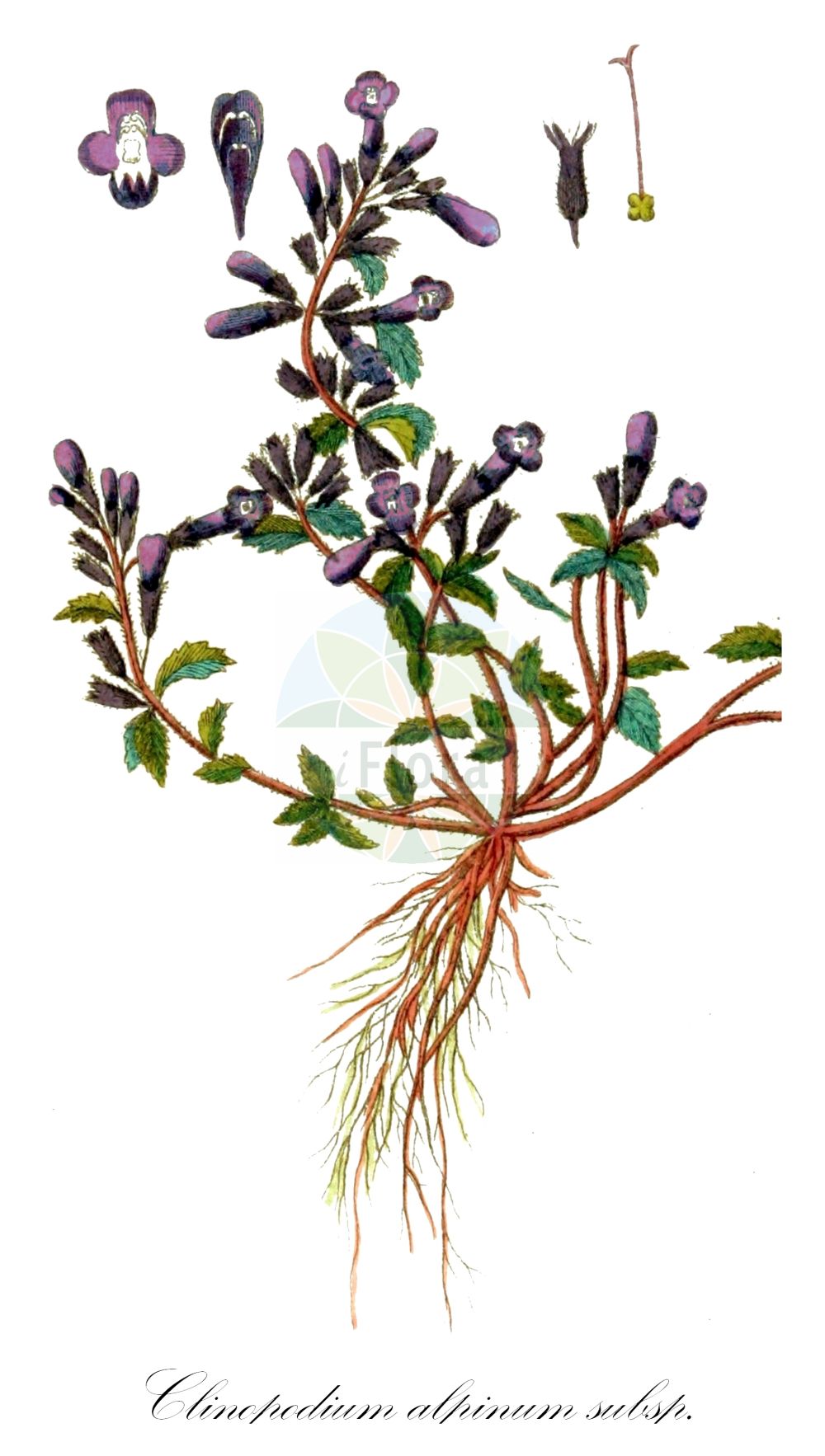 Clinopodium alpinum subsp. alpinum - Lamiaceae,Plantae,Pteridobiotina,Angiosperms,Lamiales,Lamiaceae,Clinopodium,Clinopodium alpinum,Clinopodium alpinum subsp. alpinum,Acinos acutifolius, Acinos alpinus f. albiflorus, Acinos alpinus f. hirsutus, Acinos alpinus subsp. aetnensis, Acinos alpinus subsp. dinaricus, Acinos alpinus subsp. pyrenaeus, Acinos alpinus var. adrianopolitanus, Acinos alpinus var. dinaricus, Acinos alpinus var. hirsutus, Acinos alpinus var. latior, Acinos alpinus var. pseudacinos, Acinos alpinus var. thracicus, Acinos granatensis subsp. aetnensis, Acinos pseudacinos, Acinos rotundifolius, Calamintha aetnensis, Calamintha alpina subsp. aetnensis, Calamintha alpina var. adrianopolitana, Calamintha alpina var. erecta, Calamintha alpina var. minor, Calamintha alpina var. parviflora, Calamintha granatensis var. erecta, Calamintha pseudacinos, Calamintha purpurascens, Calamintha rotundifolia, Calamintha suaveolens subsp. langei, Calamintha thracica, Clinopodium alpinum subsp. dinaricum, Clinopodium alpinum subsp. pyrenaeum, Satureja acinos var. minor, Satureja alpina f. macrantha, Satureja alpina subsp. pyrenaea, Satureja alpina var. amplifoliata, Satureja alpina var. aurasiaca, Satureja alpina var. chabertii, Satureja alpina var. erecta, Satureja alpina var. kestica, Satureja alpina var. latior, Satureja alpina var. macrantha, Satureja alpina var. parviflora, Satureja alpina var. purpurascens, Satureja alpina var. pyrenaea, Satureja alpina var. subinodora, Satureja alpina var. vuachensis, Satureja amplifoliata, Thymus montanus, Thymus nummulariifolius, Thymus villosissimus,Eigentlicher Alpen-Steinquendel;Alpen-Steinquendel
