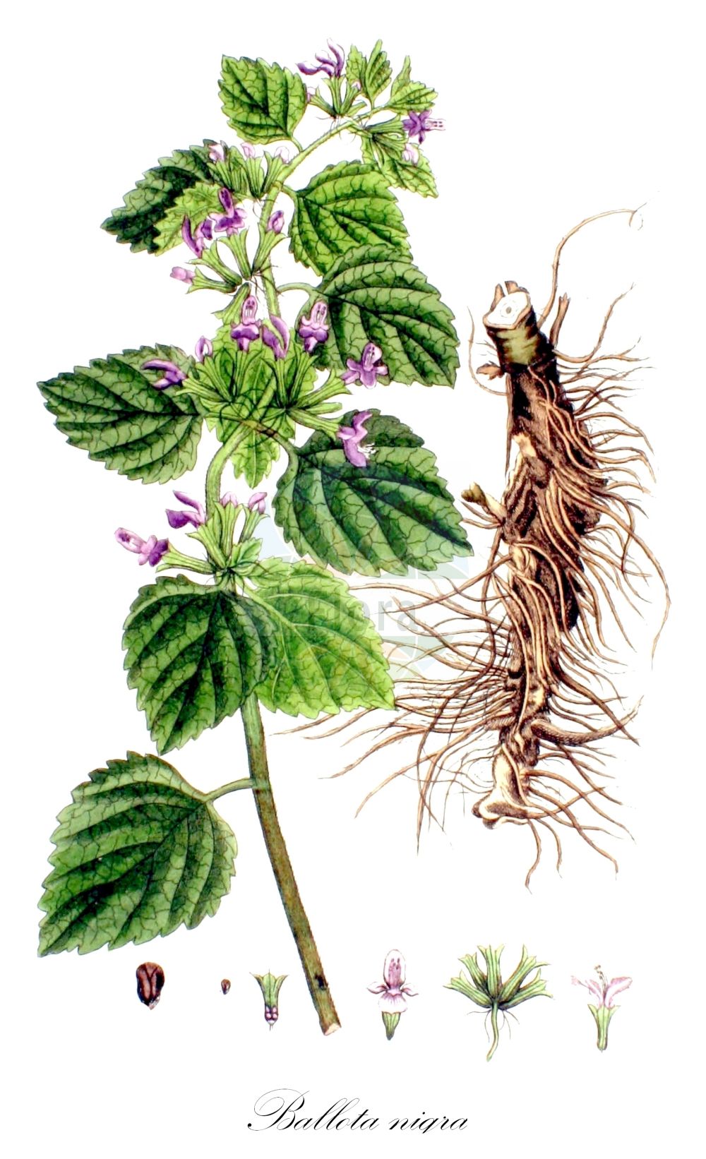 Ballota nigra - Lamiaceae,Plantae,Pteridobiotina,Angiosperms,Lamiales,Lamiaceae,Ballota,Ballota nigra,Ballota foetida, Ballota sordida, Marrubium nigrum, Stachys ballota,Gewöhnliche Schwarznessel;Kurzzähnige Schwarznessel;Schwarznessel;Stinkandorn;Stink-Schwarznessel;Weißer Gottvergess;Schwarzer Gottvergess;black horehound;stinking horehound;Ballote noire;marrube noir;ballote;ballote fétide;ballote puante;marrubio negro;marrubio rojo;malrubi;balota;manrubio bastardo;manrubio fétido;manrubio negro;marreu;marrubio bastardo;marrubio fétido;marrubio hediondo;ortiga blanca;ortiga borde;ortiga muerta;Marrubio selvatico;marrobio fetido;cimiciotta comune;marrubio fetido;mat-pumpa;stinkende ballote;balota;erva-das-lamparinas;erva-dos-pavios;marroio-negro;белокудренник северный;белокудренник сорный;белокудренник чёрный;чернокудренник;yalancı ısırgan;ballotë;balota e zezë;barrumbí;herba pudenta;malroig;malrubí bord;malrubi negre;malrubí pelut;marreus;ortiga borda;ortigues;crnoglavac;bosyska;rød tandbæger;tandbæger;mierznica czarna;črna lahkotnica;fekete peszterce;měrnice černá;cătușe;urechea porcului;balota čierna;mernica čierna;м'яточник чорний;черно кандилниче;must karunõges;melnā zīlaine;vanlig hunderot;putkiporro;модри тетрљан;gallonit mav'ishah;גַּלּוֹנִית מַבְאִישָׁה;marrubja sewda;aukštasis akenis