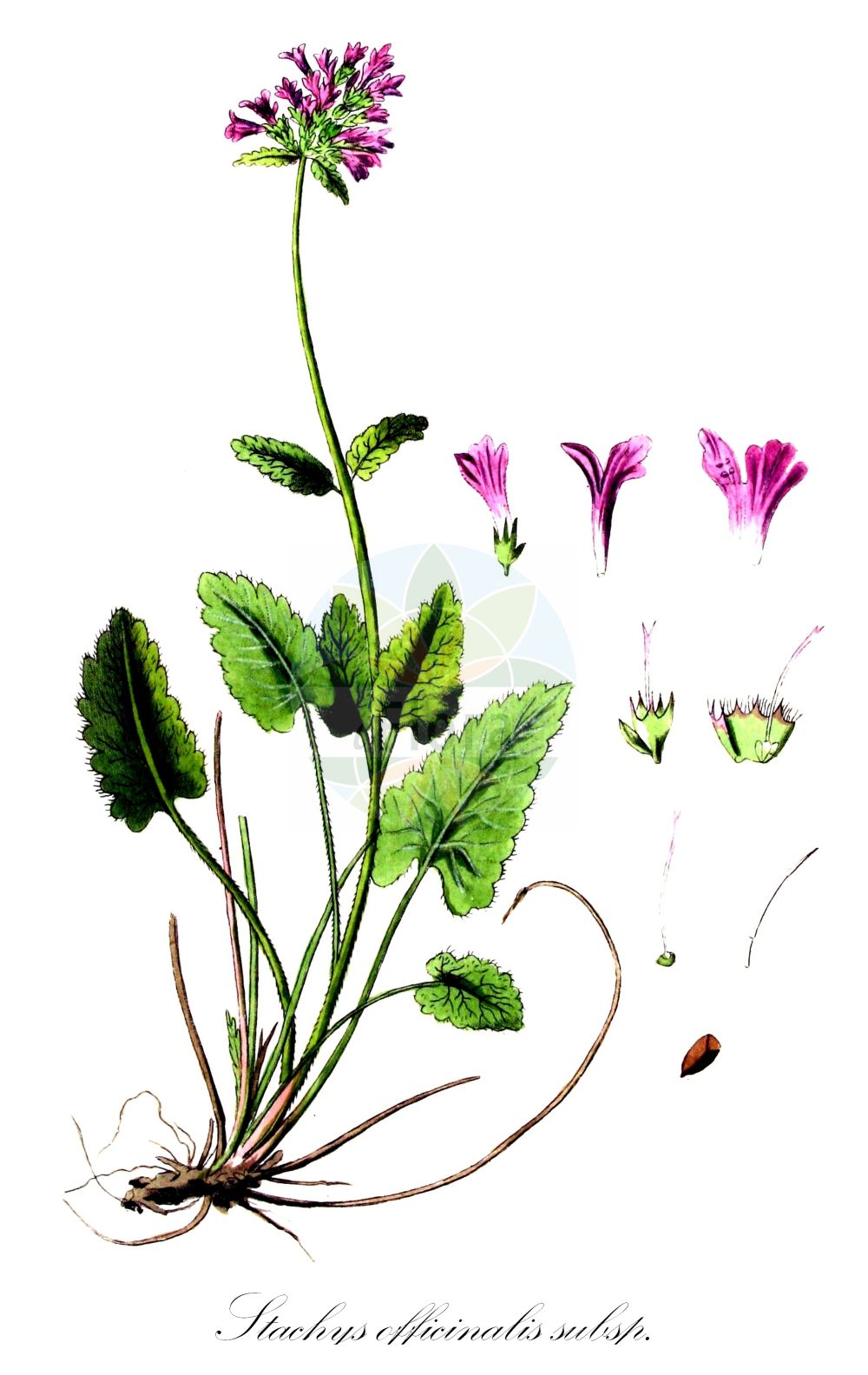 Stachys officinalis subsp. officinalis - Lamiaceae