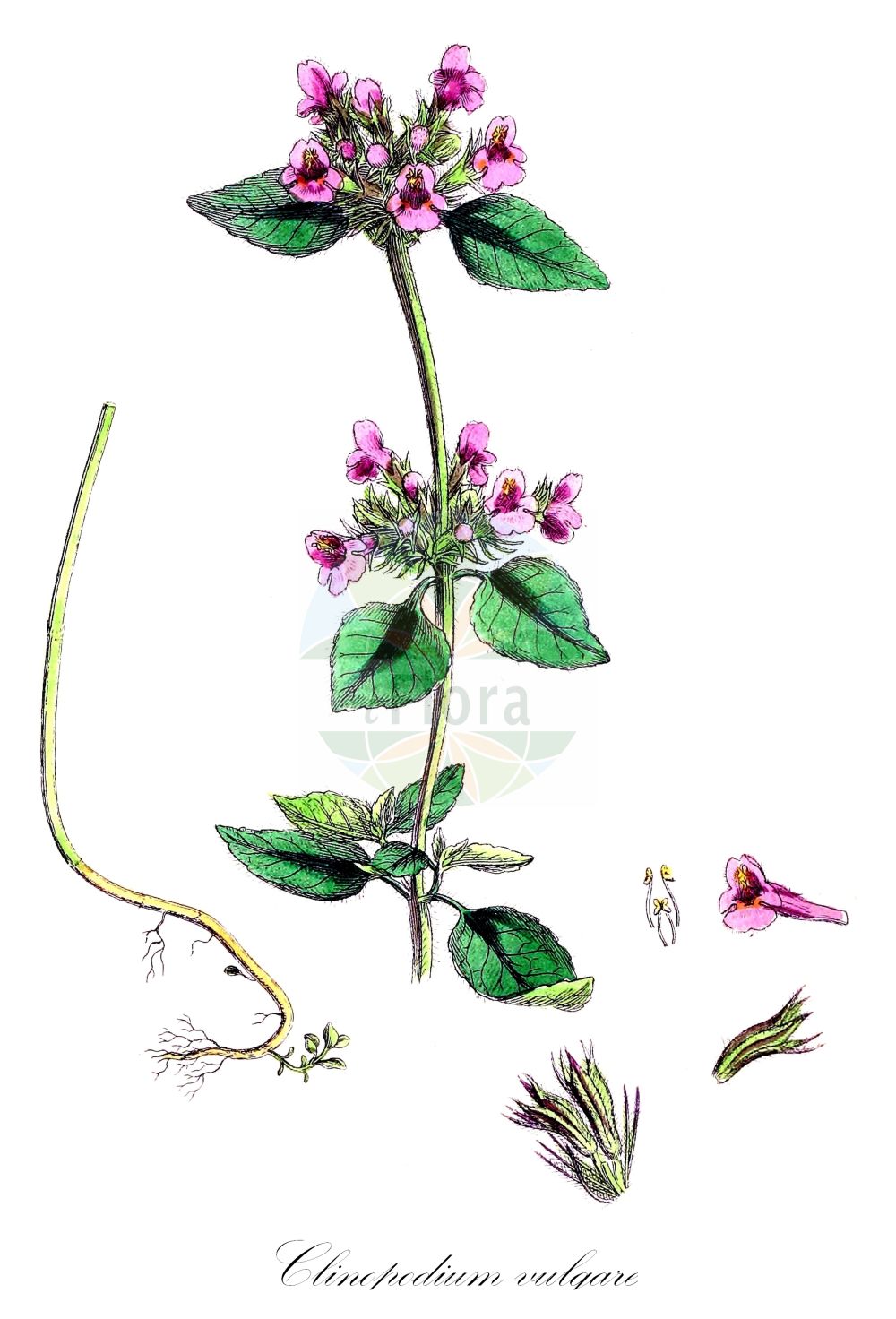 Clinopodium vulgare - Lamiaceae,Plantae,Pteridobiotina,Angiosperms,Lamiales,Lamiaceae,Clinopodium,Clinopodium vulgare,Acinos vulgaris, Calamintha clinopodium, Calamintha vulgaris, Clinopodium clinopodium, Faucibarba clinopodium, Melissa clinopodium, Melissa vulgaris, Satureja clinopodium, Satureja vulgaris, Satureja vulgaris, Thymus clinopodium,Borstige Bergminze;Wirbelborste;Wirbeldost;wild basil;cushion calamint;wild basi;Sarriette clinopode;sarriette commune;roulette;calament clinopode;calament pied-de-lit;clinopode;grand basilic sauvage;grand origan des haies;pied de lit;albahaca silvestre;albahaca silvestre mayor;clinopodio;hierba capuchina;orégano borde;Clinopodio dei boschi;borstelkrans;lönn-målla;wilde basilicum;clinopódio;zópiro;пахучка обыкновенная;yabani fesleğen;clinopodi;čepić;ringdosta;bergmynta;kransbørste;czyścica storzyszek;klinopodium pospolite;navadna mačja zel;borsfű;klinopád obecný;antonică;jarva obyčajná;пахучка звичайна;harilik mägimünt;parastā smaržmētra;kransmynte;mäkiminttu;буквица;дивљи теј;kelinoppodeyon menutzeh;קְלִינוֹפּוֹדְיוֹן מְנֻצֶּה;krūminė šunmėtė