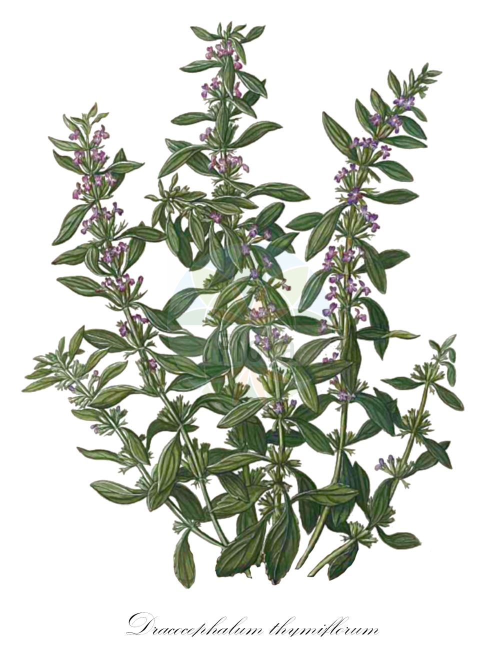Dracocephalum thymiflorum - Lamiaceae,Plantae,Pteridobiotina,Angiosperms,Lamiales,Lamiaceae,Dracocephalum,Dracocephalum thymiflorum,Dracocephalum thymifolium, Moldavica thymiflora, Ruyschiana thymifolia, Zornia parviflora,Dreiblütiger Drachenkopf;Thymianblütiger Drachenkopf;dracocéphale à fleurs de thym;dracocéphale à trois fleurs;tête-de-dragon à trois fleurs;змеешоловник тимьяноцветковый;pszczelnik macierzankowy;sárkányfű;včelník douškokvětý;včelník dúškokvetý;змієголовник чебрецевий;драконче;karvane tondipea;mārsilu pūķhalve;čiobražiedė žiomenė