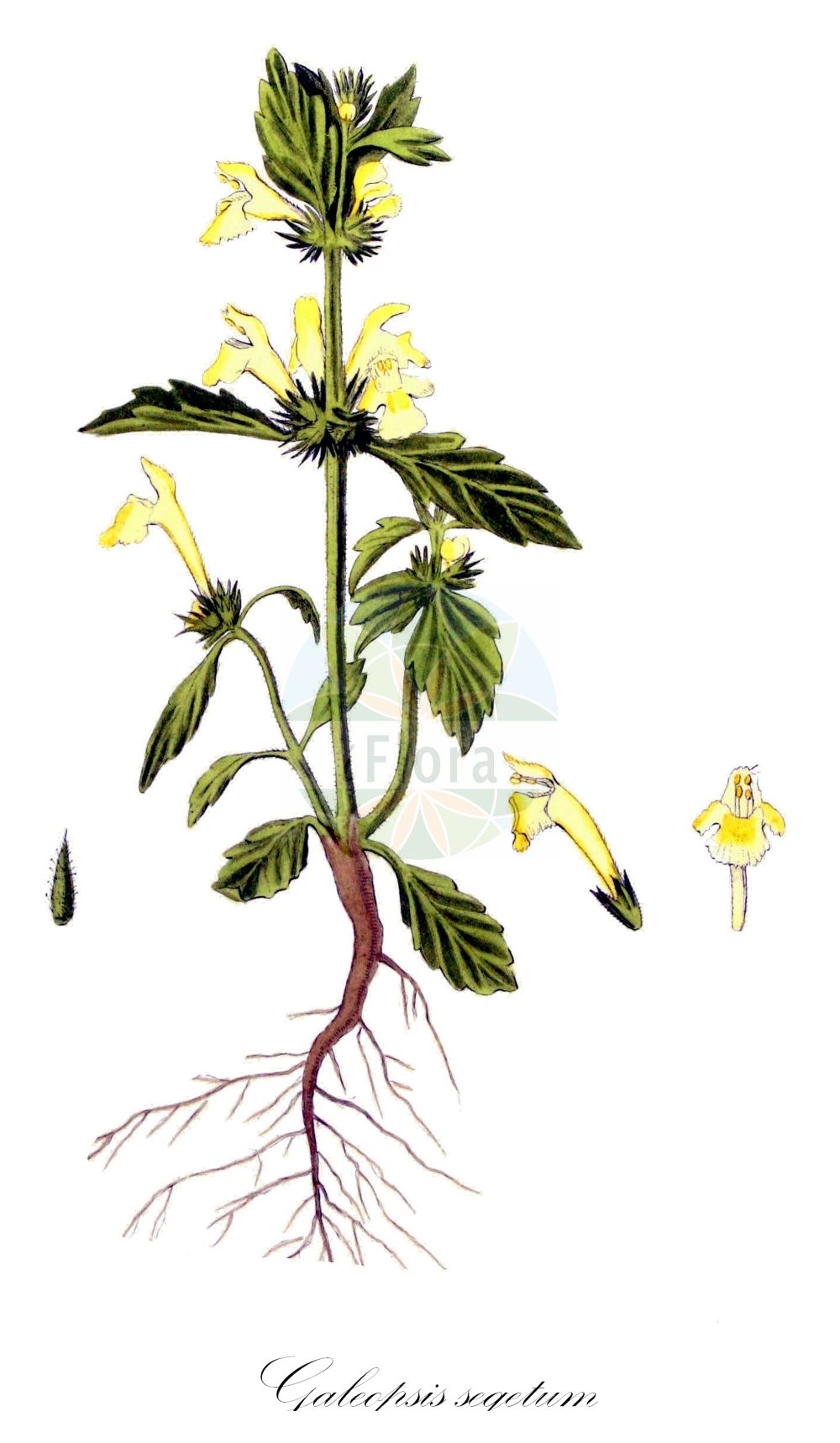 Galeopsis segetum - Lamiaceae,Plantae,Pteridobiotina,Angiosperms,Lamiales,Lamiaceae,Galeopsis,Galeopsis segetum,Dalanum segetum, Galeopsis cannabina, Galeopsis conillii, Galeopsis dubia, Galeopsis dubia prol. nepetifolia, Galeopsis dubia var. brevifolia, Galeopsis dubia var. cryptantha, Galeopsis dubia var. nepetifolia, Galeopsis elegans, Galeopsis grandiflora, Galeopsis ladanum subsp. villosa, Galeopsis media, Galeopsis nepetifolia, Galeopsis ochroleuca, Galeopsis ochroleuca var. versicolor, Galeopsis segetum f. glabra, Galeopsis segetum var. aranensis, Galeopsis tetrahit subsp. grandiflora, Galeopsis tetrahit var. cannabina, Galeopsis villosa, Ladanella segetum, Ladanum dubium, Ladanum luteum, Ladanum ochroleucum, Tetrahit longiflorum,Saat-Hohlzahn;Gelber Hohlzahn;downy hemp-nettle;yellow hemp-nettle;Galéopsis des moissons;chanvre sauvage;galéopsis douteux;galéopsis à grande fleur;figure-de-chat;galéopse des champs;galéopse des moissons;galéopse douteux;galéopsis à grandes fleurs;Canapetta campestre;orticaccia;canapaccia sericea;mjuk-dån;bleekgeele hennepnetel;bleekgele hennepnetel;пикульник посевной;galeopsis blanca;žutičava srba;guldån;žitni zebrat;szőrös kenderkefű;vetési kenderkefű;konopice bledožlutá;ziabor žltkastobiely