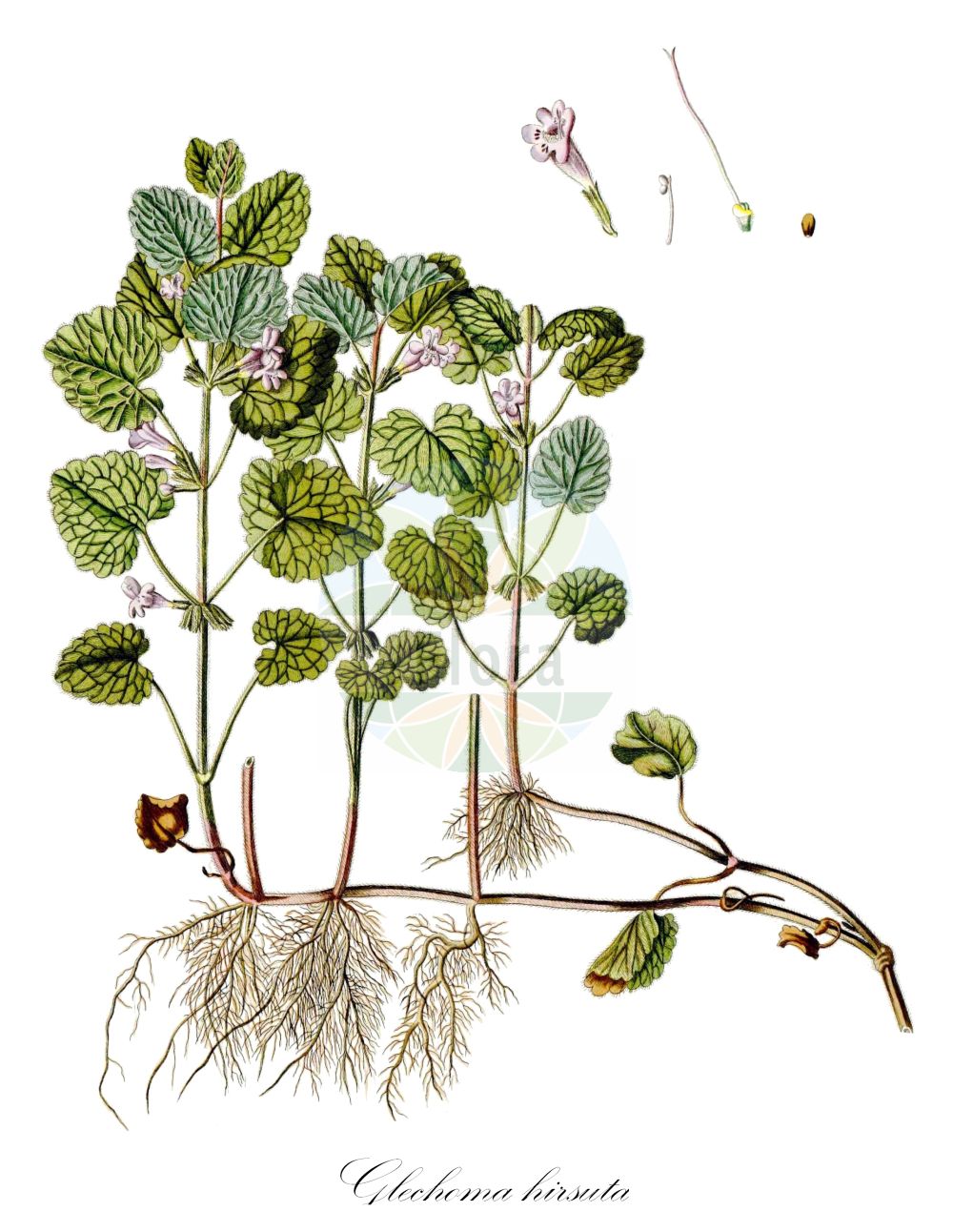 Glechoma hirsuta - Lamiaceae,Plantae,Pteridobiotina,Angiosperms,Lamiales,Lamiaceae,Glechoma,Glechoma hirsuta,Glechoma hederacea subsp. hirsuta, Glechoma hederacea var. hirsuta, Glechoma hirsuta var. fruska-gorae, Glechoma hirsuta var. lamiifolia, Glechoma lamiifolia, Nepeta glechoma subsp. hirsuta,Haariger Gundermann;Haarige Gundelrebe;Rauhaariger Gundermann;Rauhaarige Gundelrebe;Lierre terrestre hérissé;ellera terrestre pelosa;будра волосистая;будра жёстковолосистая;glekoma qimeashpër;glekomë;čupava dobričica;bluszczyk kosmaty;dlakava grenkuljica;borzas repkény;kerek repkény;popenec břečťanovitý chlupatý;popenec chlupatý;rarunchioara de padure;zádušník chlpatý;розхідник шорсткий;влакнеста самобайка;космата самобайка;plaukuotoji tramažolė