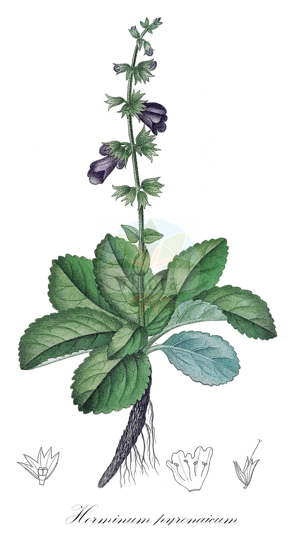 Horminum pyrenaicum - Lamiaceae,Plantae,Pteridobiotina,Angiosperms,Lamiales,Lamiaceae,Horminum,Horminum pyrenaicum,Horminum pyrenaicum f. majus, Horminum pyrenaicum f. minus, Melissa pyrenaica, Pasina pyrenaea, Thymus horminum,Pyrenäen-Drachenmaul;Drachenmaul;dragonmouth;pyrenean dead-nettle;Hormin des Pyrénées;horminelle;bouche-de-dragon;horminelle des Pyrénées;sauge hormin;hormino;toronjil de Roncesvalles;Ormino;ormino dei Pirenei;drakenbek;пиренейский хорминум;хорминум пиренейский;drakört;pirenejska zmajevka