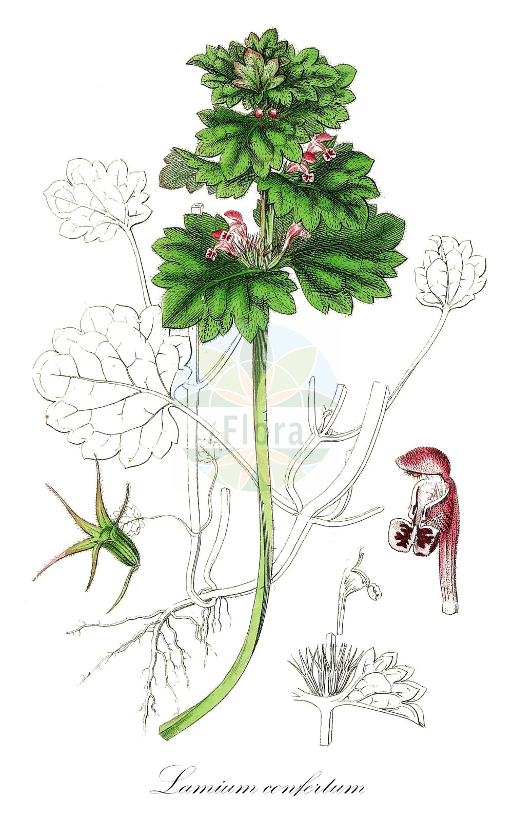 Lamium confertum - Lamiaceae,Plantae,Pteridobiotina,Angiosperms,Lamiales,Lamiaceae,Lamium,Lamium confertum,Lamium intermedium, Lamium purpureum var. incisum,Mittlere Taubnessel;northern dead-nettle;intermediate deadnettle;ortie du Nord;árvacsalán;hluchavka prostřední;garðatvítönn