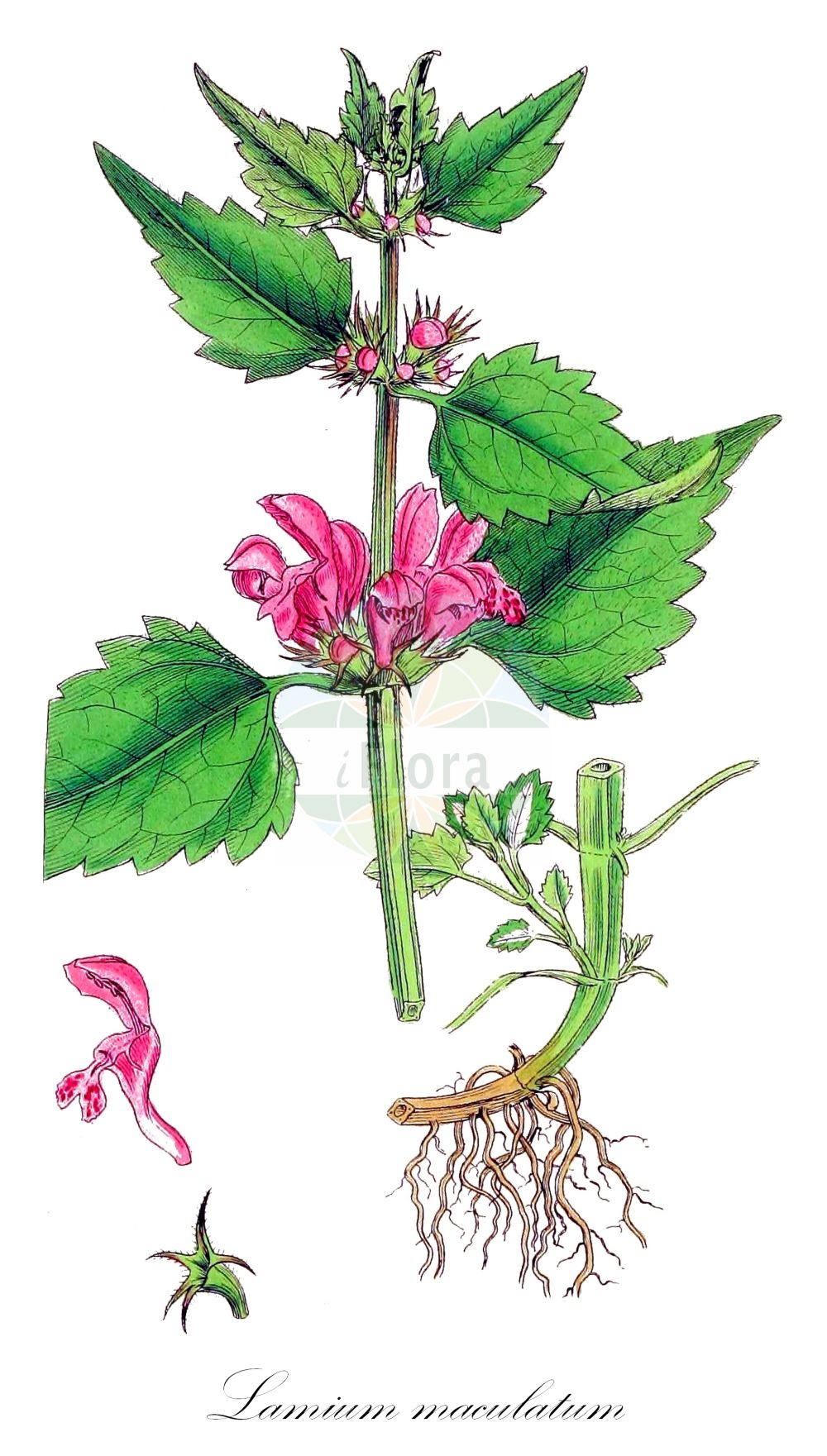 Lamium maculatum - Lamiaceae,Plantae,Pteridobiotina,Angiosperms,Lamiales,Lamiaceae,Lamium,Lamium maculatum,Lamium affine, Lamium album var. maculatum, Lamium cardiaca, Lamium columnae, Lamium columnae var. glabratum, Lamium columnae var. pubescens, Lamium cupreum, Lamium cupreum subsp. dilatatum, Lamium cupreum var. dilatatum, Lamium elegantissimum, Lamium foliosum, Lamium grandiflorum, Lamium grenieri, Lamium gundelsheimeri, Lamium hirsutum, Lamium laevigatum, Lamium laevigatum var. glabratum, Lamium laevigatum var. minor, Lamium laevigatum var. pubescens, Lamium maculatum f. albiflorum, Lamium maculatum f. alpinum, Lamium maculatum f. brevidens, Lamium maculatum f. dimorphum, Lamium maculatum f. echinatum, Lamium maculatum f. fasciatum, Lamium maculatum f. glabratum, Lamium maculatum f. lacteum, Lamium maculatum f. longearistatum, Lamium maculatum f. macrophyllum, Lamium maculatum f. pallidiflorum, Lamium maculatum f. rhombifolium, Lamium maculatum f. roseum, Lamium maculatum f. subalpinum, Lamium maculatum f. tenoreanum, Lamium maculatum f. trilobum, Lamium maculatum lus. crenatum, Lamium maculatum lus. lacteum, Lamium maculatum lus. pallidiflorum, Lamium maculatum prol. hirsutum, Lamium maculatum prol. rubrum, Lamium maculatum prol. rugosum, Lamium maculatum subsp. nemorale, Lamium maculatum subsp. strictopurpureum, Lamium maculatum subvar. parviflorum, Lamium maculatum var. alpinum, Lamium maculatum var. bourgaei, Lamium maculatum var. crenatum, Lamium maculatum var. cupreum, Lamium maculatum var. echinatum, Lamium maculatum var. elatius, Lamium maculatum var. glabratum, Lamium maculatum var. grenieri, Lamium maculatum var. hirsutum, Lamium maculatum var. humilius, Lamium maculatum var. inflatum, Lamium maculatum var. kansuense, Lamium maculatum var. lacteum, Lamium maculatum var. laevigatum, Lamium maculatum var. longearistatum, Lamium maculatum var. longifolium, Lamium maculatum var. macrophyllum, Lamium maculatum var. madrodonton, Lamium maculatum var. nemorale, Lamium maculatum var. niveum, Lamium maculatum var. pallidiflorum, Lamium maculatum var. parvifolium, Lamium maculatum var. rhombifolium, Lamium maculatum var. rubrum, Lamium maculatum var. rugosum, Lamium maculatum var. subalpinum, Lamium maculatum var. tenoreanum, Lamium maculatum var. truncatum, Lamium maculatum var. villosifolium, Lamium melissifolium, Lamium mutabile, Lamium niveum, Lamium pallidiflorum, Lamium rubrum, Lamium rubrum var. lacteum, Lamium rugosum, Lamium stoloniferum, Lamium tillii, Lamium truncatum, Lamium villosifolium, Lamium vulgatum var. rubrum,Gefleckte Taubnessel;spotted dead-nettle;spotted henbit;Lamier tacheté;lamier maculé;ortie à feuilles tachées;ortie morte;ortie rouge;ortie tachetée;ortiga manchada;chordiga muerta;chupamieles;lamio maculado;ortiga fétida;ortiga muerta;ortiga muerta manchada;Falsa ortica macchiata;dolcimela;milzadella;maj-bräken;gevlekte dovenetel;chuchas;chupa-pitos;coelhos;lâmio-maculado;яснотка пянистая;benli balıcak;hithëbuta me njolla;hithëbutë;lami maculat;pjegava mrtva kopriva;rosenplister;plettet tvetand;jasnota plamista;lisasta mrtva kopriva;foltos árvacsalán;hluchavka skvrnitá;urzică moartă;hluchavka škvrnitá;глуха кропива крапчаста;петниста мъртва коприва;tâpiline iminõges;plankumainā panātre;flekktvetann;hopeatäpläpeippi;маљава мртва коприва;пегава мртва коприва;nizmit ketu'ah;נִזְמִית קְטוּעָה;dėmėtoji notrelė;στικτό λάμιο;zǐ huā yě zhī ma;紫花野芝麻