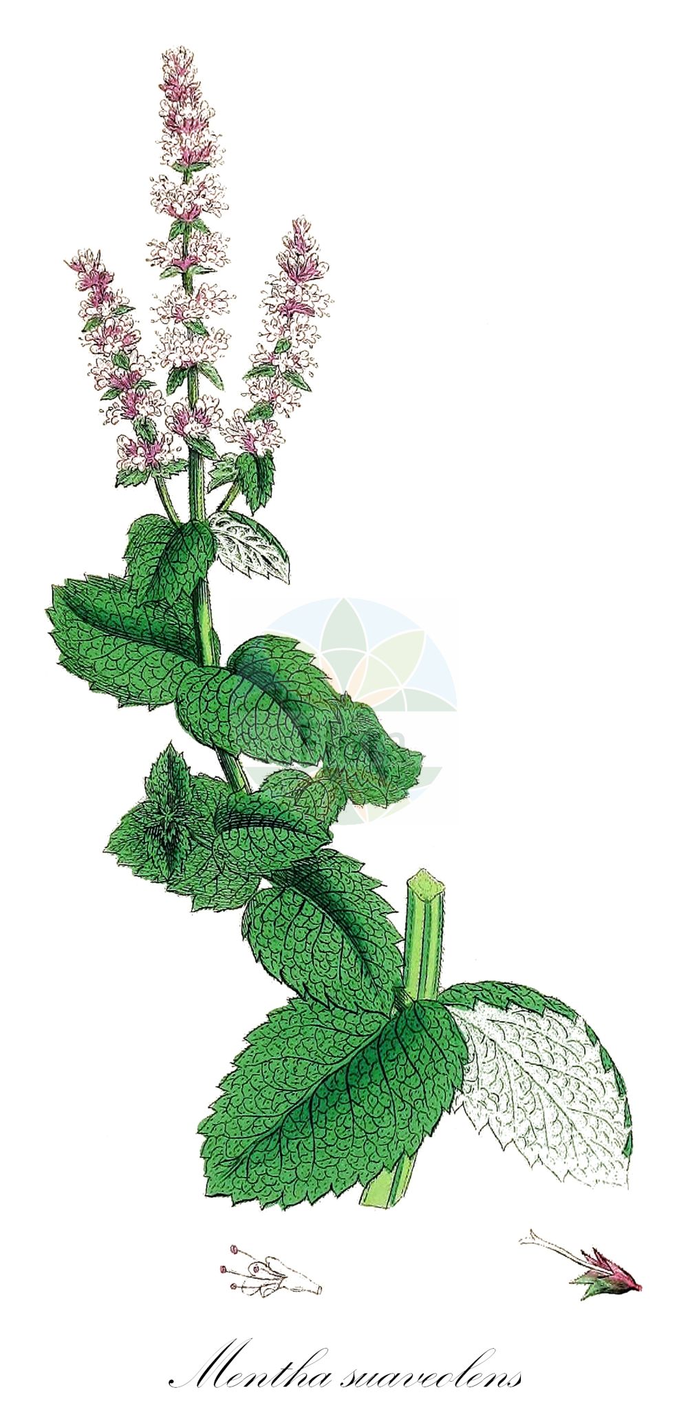 Mentha suaveolens - Lamiaceae,Plantae,Pteridobiotina,Angiosperms,Lamiales,Lamiaceae,Mentha,Mentha suaveolens,Mentha rotundifolia var. suaveolens,Rundblättrige Minze;Rundblatt-Minze;Duft-Minze;round-leaved mint;apple mint;apple-scented mint;horse mint;Menthe à feuilles rondes;baume sauvage;menthastre;menthe de cheval;menthe simple;bonhomme;menthe crépue;menthe odorante;menthe parfumée;mentastro;menta;berdonia;cándalo;hierba áspera;hierba brava;hierba buena;hierbabuena bastarda;hierbabuena de burro;hortolana;madrastra;mastranzo;matapulgas;menta borde;menta brava;menta de burro;menta de caballo;menta tequina;padrastro;Menta a foglie rotonde;mentastro di Venere;liden fingeraks;witte munt;mentastro;hortelã-brava;hortelã-comum;hortelã-verde;hortelã-vulgar;mantrage;mantrastro-das-boticas;mentrasto;mondrastos;montraste;montrastes;мята душистая;мята круглолистная;kaba nane;mendër;albarsana borda;alfàbrega de pastor;berdónica;herba sana borda;herba sana pudenta;madrastra;matapuça;mendastre;menta borda;menta boscana;menta d'ase;menta de bosc;menta de bou;menta de gat;padrastre;metvica;len-tåtel;rundmynta;rundbladet mynte;almaillatú menta;máta vonná;jablková mäta;ананасова мента;na'na reichanit;נַענַע רֵיחָנִית