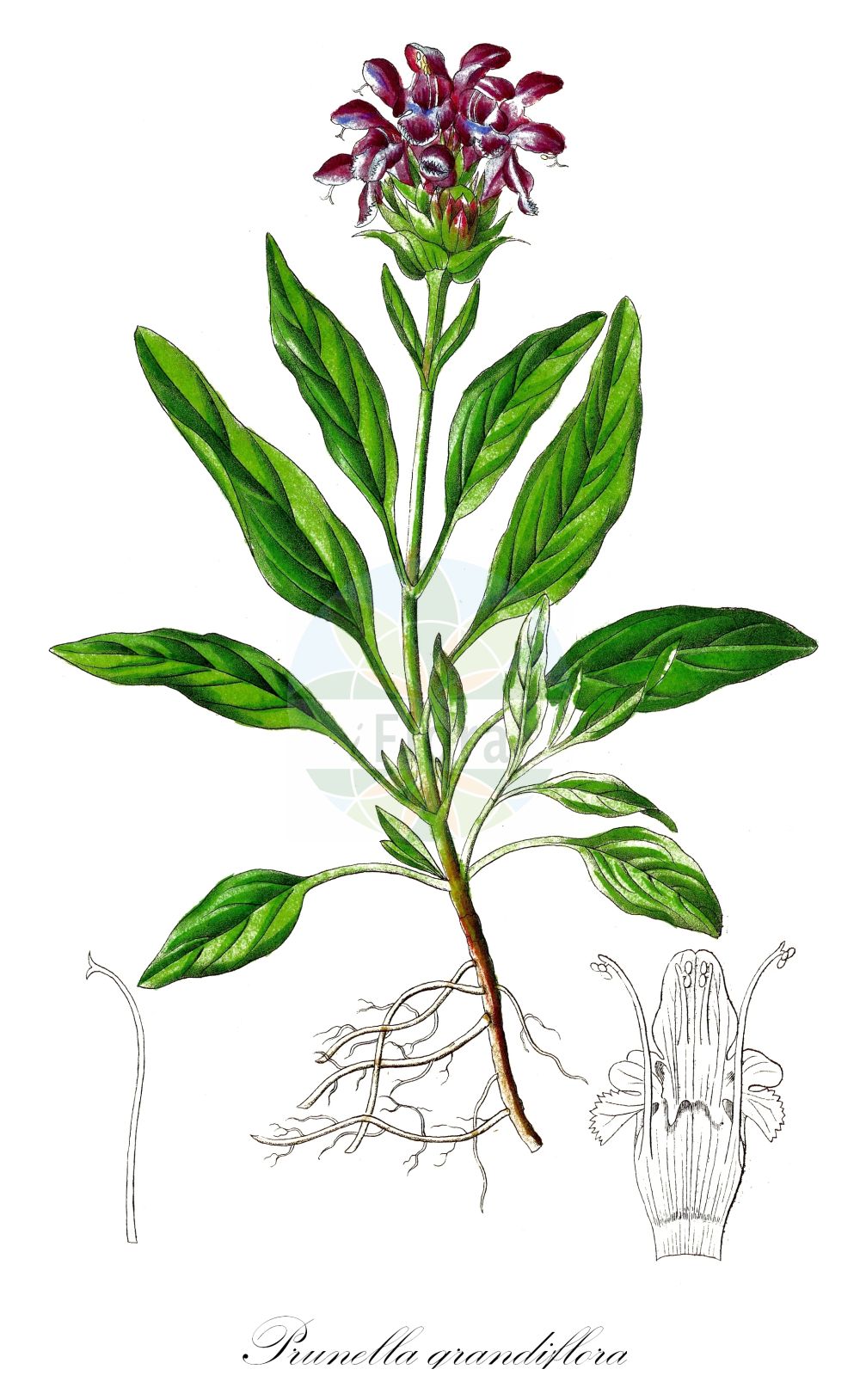 Prunella grandiflora - Lamiaceae,Plantae,Pteridobiotina,Angiosperms,Lamiales,Lamiaceae,Prunella,Prunella grandiflora,Prunella alpina, Prunella grandiflora f. nana, Prunella grandiflora subsp. hastifolia, Prunella grandiflora subsp. pyrenaica, Prunella grandiflora var. alpina, Prunella grandiflora var. hastifolia, Prunella grandiflora var. incisa, Prunella grandiflora var. pyrenaica, Prunella hastata, Prunella hastifolia, Prunella pyrenaica, Prunella speciosa, Prunella tournefortii, Prunella transsilvanica, Prunella vulgaris subsp. grandiflora, Prunella vulgaris subsp. hastifolia, Prunella vulgaris var. grandiflora,Große Braunelle;Großblütige Braunelle;Großblütige Brunelle;Großblüten-Brunelle;Große Brunelle;large-flowered selfheal;bigflower selfheal;large selfheal;Brunelle à grandes fleurs;brunelle à feuilles hastées;brunelle des Pyrénées;consuelda mayor;Prunella delle Alpi;morella maggiore;черноголовка крупноцветкая;koca fesleğen;prunelë;prunele lulemadhe;prunel·la grandiflora;prunel·la pirinenca;velecvjetna celinščica;praktbrunört;storblomstret brunelle;głowienka wielkokwiatowa;velecvetna črnoglavka;nagyvirágú gyíkfű;černohlávek velkokvětý;čiernohlávok veľkokvetý;суховершки великоквіткові;пришница едроцветна;прунела едроцветна;lielziedu brūngalvīte;prydblåkoll;isoniittyhumala;крупноцветни црњевац;крупноцвјетна целиншчица;didžiažiedė juodgalvė;μεγάλο βουτυρόχορτο;dà huā xià kū cǎo;大花夏枯草