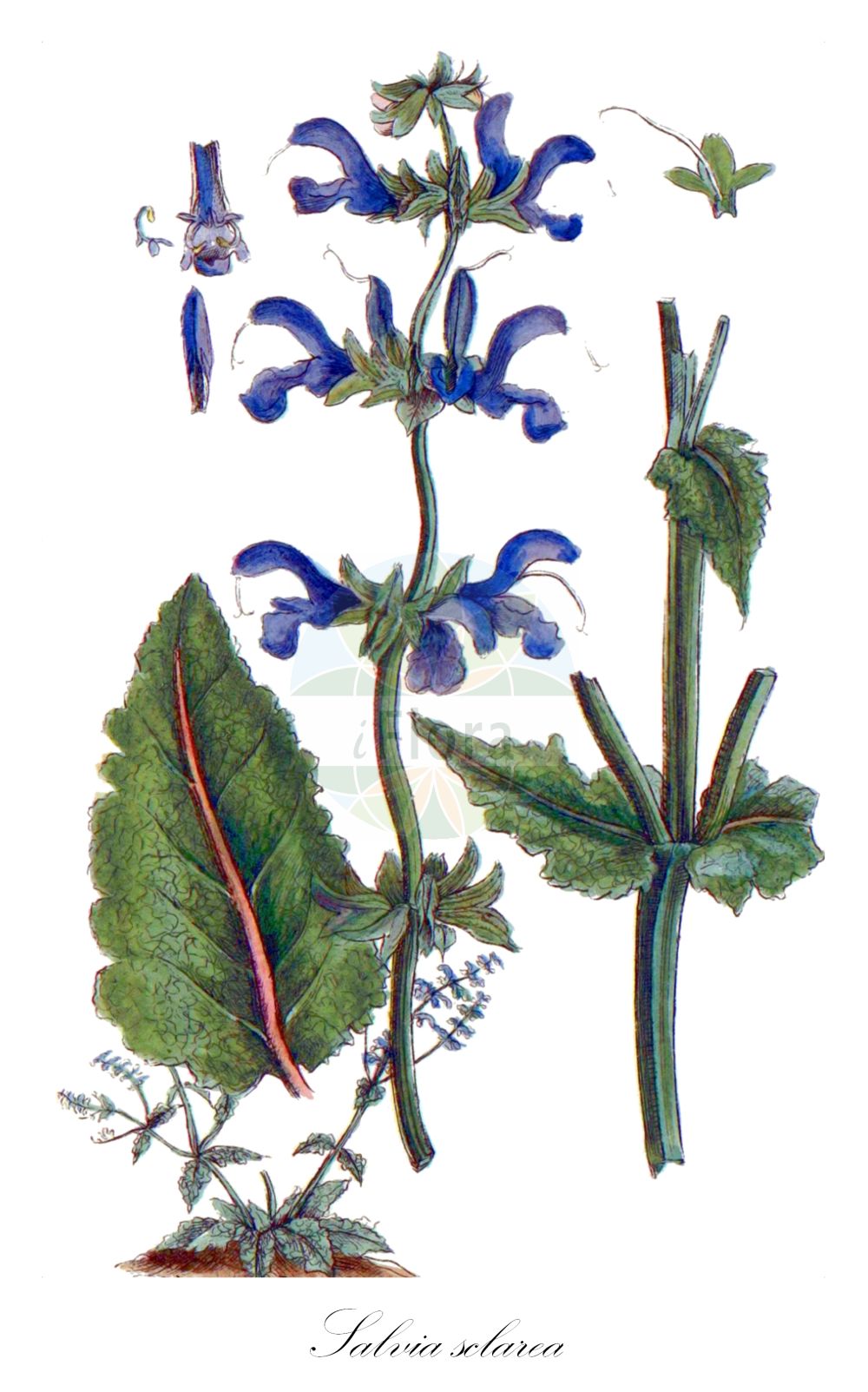 Salvia sclarea - Lamiaceae,Plantae,Pteridobiotina,Angiosperms,Lamiales,Lamiaceae,Salvia,Salvia sclarea,Aethiopis sclarea, Salvia altilabrosa, Salvia calostachya, Salvia coarctata, Salvia haematodes, Salvia lucana, Salvia pamirica, Salvia sclarea var. calostachya, Salvia sclarea var. hispanica, Salvia sclarea var. turkestaniana, Salvia simsiana, Salvia turkestanica, Sclarea vulgaris,Muskateller-Salbei;Sauge musquée;sauge sclarée;toute-bonne;orvale;sclarée;almaro;amaro;amero;esclarea;hierba de los ojos;hierba de San Jorge;hierba de San Juan;madrona;maro granadino ancho;maro vulgar;oripesa;orobal;oropesa;salvia romana;Salvia moscatella;sclarea;erba moscadella;scarleggia;chiarella;scanderona;Lady Larpent's loodkruid;scharlei;muskaatsalie;bálsamo;esclareia;salva-esclareia;шалфей большой;шалфей мускатный;шалфей французский;paskulak;shëngjini;sherbelë;herba madrona;herba santa;madrona;ormí;orval;sàlvia romana;tarrac;muškatna kadulja;kurarîseji;onisarubia;オニサルビア;クラリーセジ;muškatna kadulja;muskotályzsálya;šalvěj muškátová;iarba Sfintului Ioan;šalvia muškátová;шавлія мускатна;меча пета;мускатен конски босилек;салвия склареа;marvah merushetet;מַרְוָה מְרֻשֶּׁתֶת