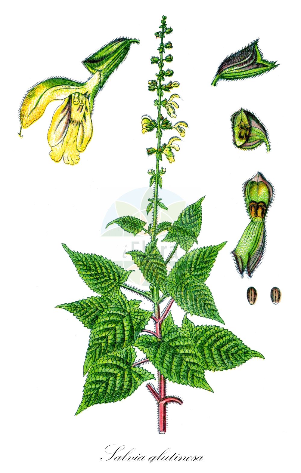 Salvia glutinosa - Lamiaceae,Plantae,Pteridobiotina,Angiosperms,Lamiales,Lamiaceae,Salvia,Salvia glutinosa,Drymosphace glutinosa, Glutinaria acuminata, Glutinaria glutinosa, Sclarea glutinosa,Kleb-Salbei;Klebriger Salbei;Klebrige Salbei;sticky clary;jupiter's distaff;yellow sage;sticky sage;Sauge glutineuse;sauge visqueuse;ormin gluant;quenouille-de-Jupiter;sauge poisseuse;tabaco de montaña;Salvia vischiosa;candelas rubras;cetro de Júpiter;шалфей железистый;шалфей клейкий;oklu şalba;sherbela veshtullake;sherbelë;sherbelë mali;sàlvia de flor groga;sàlvia glutinosa;ljepljiva kadulja;klibbsalvia;szałwia lepka;lepljiva kadulja;enyves zsálya;šalvěj lepkavá;cinsteț;šalvia lepkavá;шавлія залозиста;жлезист конски босилек;жълт конски босилек;жълта какула