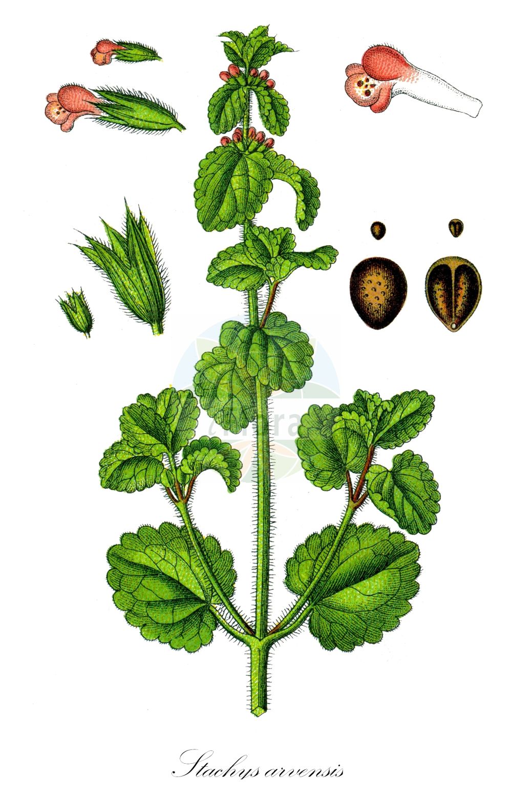 Stachys arvensis - Lamiaceae,Plantae,Pteridobiotina,Angiosperms,Lamiales,Lamiaceae,Stachys,Stachys arvensis,Cardiaca arvensis, Glechoma arvensis, Glechoma belgica, Glechoma marrubiastrum, Stachys arvensis f. albiflora, Stachys arvensis var. albiflora, Stachys arvensis var. bermudiana, Stachys arvensis var. lamiiformis, Stachys arvensis var. typica, Stachys brasiliensis, Trixago arvensis, Trixago colorata, Trixago cordifolia, Trixago punctata, Trixella arvensis,Acker-Ziest;field woundwort;corn woundwort;field-nettle betony;staggerweed;Epiaire des champs;épiaire des champs;betonica;ortiga mansa;tolonga;supiquehua;pedorrera;hierba del gato;matapollos;Stregona minore;strega campestre;stachide minore;erba frassinella;middelst blaasjeskruid;aakerandoorn;akkerandoorn;orelha-de-urso;чистец полевой;tarla karabaşı;sarushë;estaquis arvense;poljski čistac;middelhavs kveke;åkersyska;ager-galtetand;czyściec polny;yabuchorogi;yabuinugoma;ヤブイヌゴマ;ヤブチョロギ;njivski čišljak;mezei tisztesfű;čistec rolní;čistec roľný;дребноцветно чадърче;eshbal hassadeh;אֶשְׁבַּל הַשָּׂדֶה;tián yě shuǐ sū;田野水苏