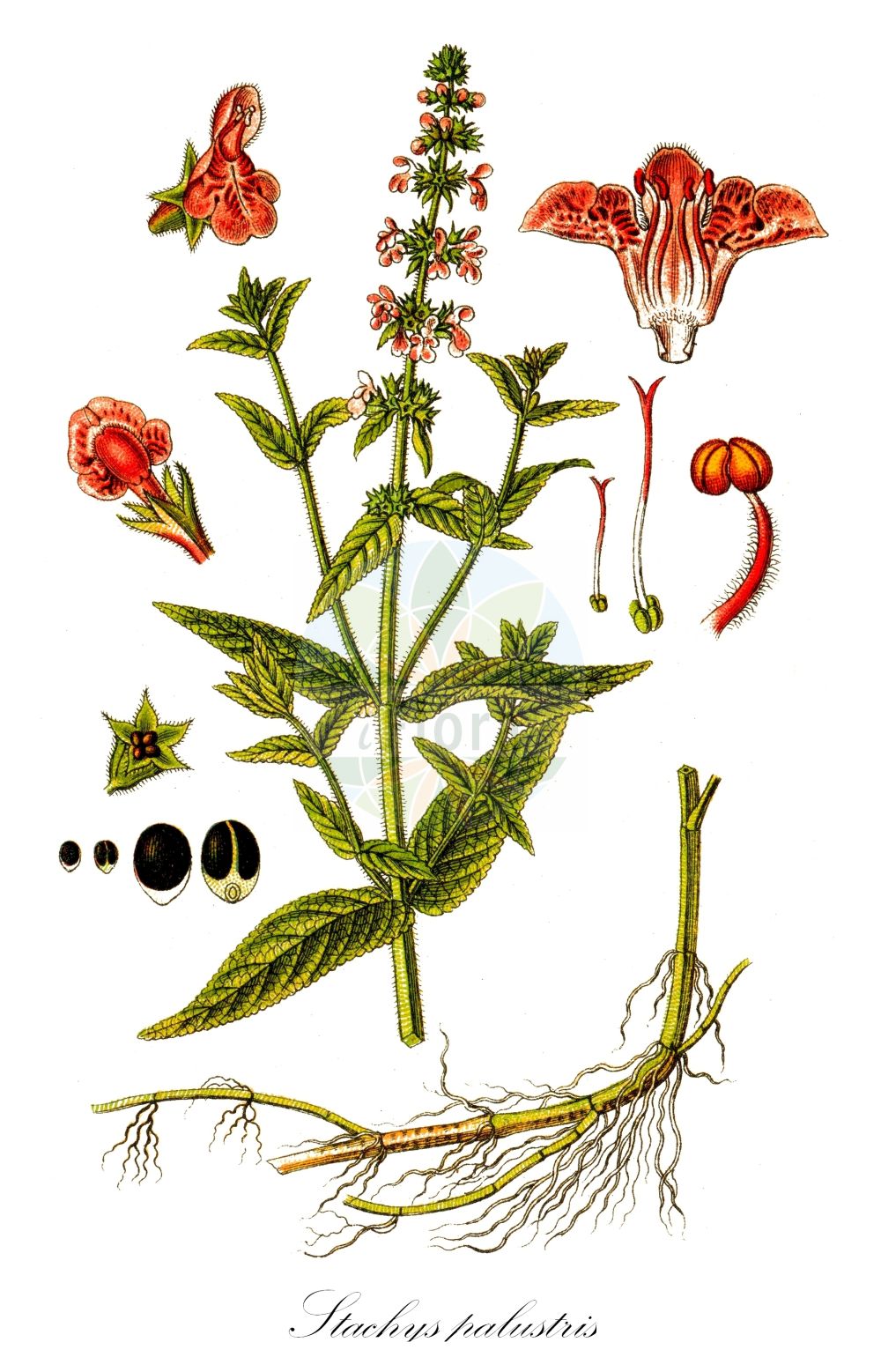 Stachys palustris - Lamiaceae,Plantae,Pteridobiotina,Angiosperms,Lamiales,Lamiaceae,Stachys,Stachys palustris,Stachys aquatica, Stachys austriaca, Stachys maeotica, Stachys palustris f. cleoniquei, Stachys palustris var. angustifolia, Stachys palustris var. arenicola, Stachys palustris var. cinerea, Stachys palustris var. hybrida, Stachys palustris var. insularis, Stachys palustris var. macrocalyx, Stachys palustris var. nipigonensis, Stachys palustris var. petiolata, Stachys palustris var. phaneropoda, Stachys palustris var. segetalis, Stachys palustris var. segetum, Stachys segetum, Stachys wolgensis,Sumpf-Ziest;Schweinsrübe;marsh woundwort;marsh betony;woundwort;marsh hedgenettle;smooth hedgenettle;Epiaire des marais;épiaire des marais;épiaire palustre;ortie des tourbières;ortie morte des marais;pêcher;ortiga hedionda;Stregona palustre;strega palustre;erba strega;merg-kool;moerasandoorn;estaque-do-baixo-mondego;rabo-de-raposa-do-baixo-mondego;блошница раменная;жабрей чёрный;колосник болотный;колосница;колютик;чернозябренник;чистец азовский;чистец болотный;чистец волжский;göl ısırganı;sarushë;sarushë e kënetës;estaquis palustre;ortiga pudent;močvarni čistac;melk-viooltje;knölsyska;kær-galtetand;czyściec błotny;močvirnati čišljak;mocsári tisztesfű;čistec bahenní;čistec močiarny;чистець болотний;блатен ранилист;soo-nõianõges;purva sārmene;åkersvinerot;peltopähkämö;барски чистац;мочварни чистац;црвени барски чистац;pelkinė notra;zhǎo shēng shuǐ sū;沼生水苏