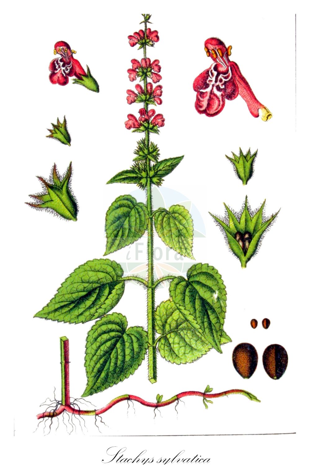 Stachys sylvatica - Lamiaceae,Plantae,Pteridobiotina,Angiosperms,Lamiales,Lamiaceae,Stachys,Stachys sylvatica,Stachys canariensis, Stachys cordata, Stachys cordato-folia, Stachys foetida, Stachys glaucescens, Stachys sylvatica var. minus, Stachys sylvatica var. pallida, Stachys trapezuntea,Wald-Ziest;hedge woundwort;hedge stachys;wood betony;whitespot;Epiaire des forêts;epiaire des bois;grande épiaire;épiaire des bois;épiaire des forêts;fétide des bois;ortie à crapaud;ortie morte des bois;ortie puante;panacée des laboureurs;ortiga hedionda;estacis;Stregona dei boschi;matricale;strega selvatica;bosandoorn;mel-ganzevoet;estaque-de-trás-os-montes;rabo-de-raposa-de-trás-os-montes;чистец лесной;hamısırgan;sarushë;sarushë e pyllit;ortiga pudent;šumski čistac;matten-bies;stinksyska;skov-galtetand;czyściec leśny;gozdni čišljak;erdei tisztesfű;čistec lesní;bălbisă;čistec lesný;чистець лісовий;горски ранилист;горският чистец;mets-nõianõges;meža sārmene;skogsvinerot;lehtopähkämö;црвени шумски чистац;шумски чистац;miškinė notra;lín dì shuǐ sū;林地水苏