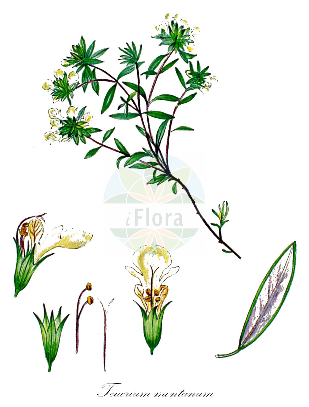 Teucrium montanum - Lamiaceae,Plantae,Pteridobiotina,Angiosperms,Lamiales,Lamiaceae,Teucrium,Teucrium montanum,Chamaedrys montana, Polium montanum,Berg-Gamander;mountain germander;Germandrée des montagnes;Camedrio montano;teucrio montano;kruipend struisgras;berggamander;дубровник горный;дубровник предгорный;dağdalak;arra;trava iva;ożanka górska;gorska vrednik;hegyi gamandor;ožanka chlumní;ožanka horská;hrdobarka horská;самосил гірський;самосил паннонський;самосил яйли;планинско подъбиче;мали дубачац