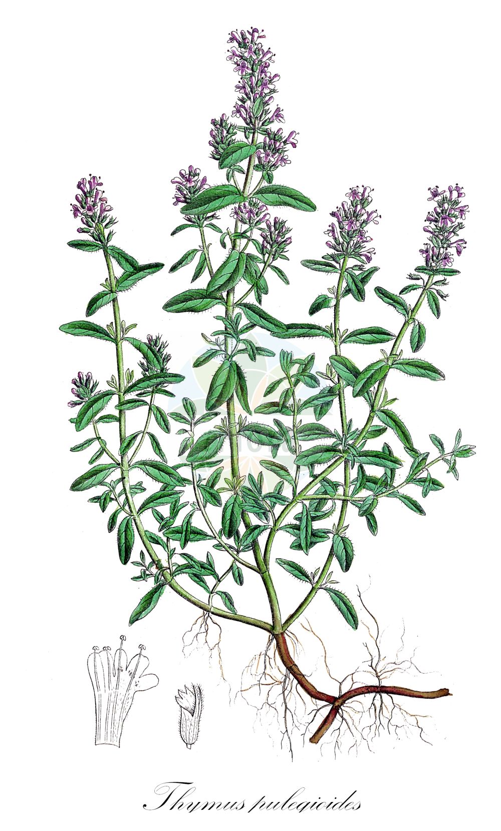 Thymus pulegioides - Lamiaceae,Plantae,Pteridobiotina,Angiosperms,Lamiales,Lamiaceae,Thymus,Thymus pulegioides,Thymus chamaedrys var. pulegioides,Arznei-Thymian;Kahler Arznei-Thymian;Krainer Thymian;Feld-Thymian;Krainer Quendel;Arznei-Feld-Thymian;large thyme;large garden;eurasian thyme;garden thyme;hungarian thyme;Thym pouliot;serpolet petit-chêne;pouilleux;serpolet commun;thym de bergère;thym faux-pouliot;thym laineux;thym petit-chêne;serpol;té fino;té morado;tomilla de prado;timo goniotrico;grote tiijm;erva-ursa;serpão;serpil;serpilho;serpol;tomilho-das-searas;tomilho-das-serras;tomilho-dos-prados;тимьян блошиный;lisër;serpoll;obična majčina dušica;stortimjan;bredbladet timian;macierzanka zwyczajna;polajeva materina dušica;hegyi kakukkfű;vékony kakukkfű;mateřídouška vejčitá;lămîioară;dúška vajcovitá;materina dúška vajcovitá;чебрець блошиний;мащерка;планинска мащерка;paljalehine liivatee;lielais mārsils;bakketimian;nurmiajuruoho;keturbriaunis čiobrelis