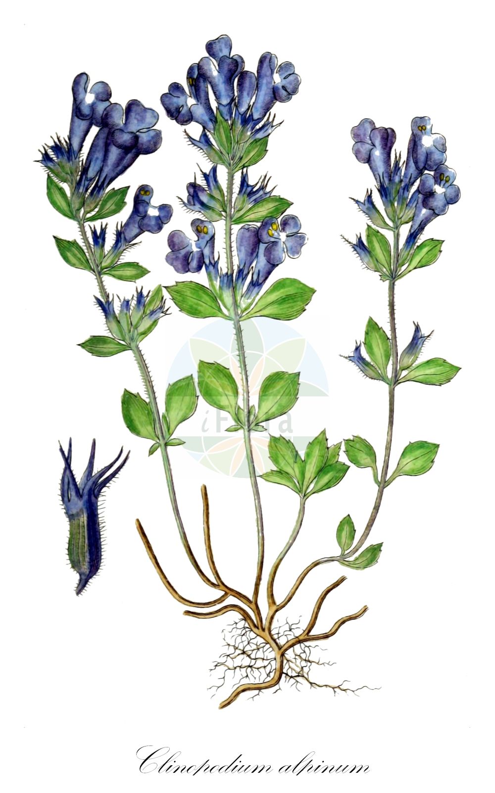 Clinopodium alpinum - Lamiaceae,Plantae,Pteridobiotina,Angiosperms,Lamiales,Lamiaceae,Clinopodium,Clinopodium alpinum,Acinos alpinus, Calamintha acinos subsp. alpina, Calamintha alpina, Faucibarba alpina, Melissa alpina, Satureja alpina, Thymus alpinus, Ziziphora alpicola, Ziziphora alpina, Ziziphora granatensis subsp. alpina,Alpenquendel;Alpen-Steinquendel;alpine calamint;rock thyme;Sarriette des Alpes;calament des Alpes;mélisse des Alpes;albahaca agreste;albahaca de monte;albahaca silvestre;hedeota;poleo de la sierra;poleo montesino;té de la sierra;té de monte;té de rastra;té de Sierra Nevada;té fino;Acino alpino;steentijm;горный тимьян;душевка альпийская;тимьян горный;щебрушка альпийская;dağ fesleğeni;mendërmirë;calament alpí;planinska gorska metvica;alpmynta;Alpmynte;czyścica alpejska;alpski šetrajnik;dušovka alpínska;щебрушка альпійська;алпийски ацинос;врисак;вричак;љупка