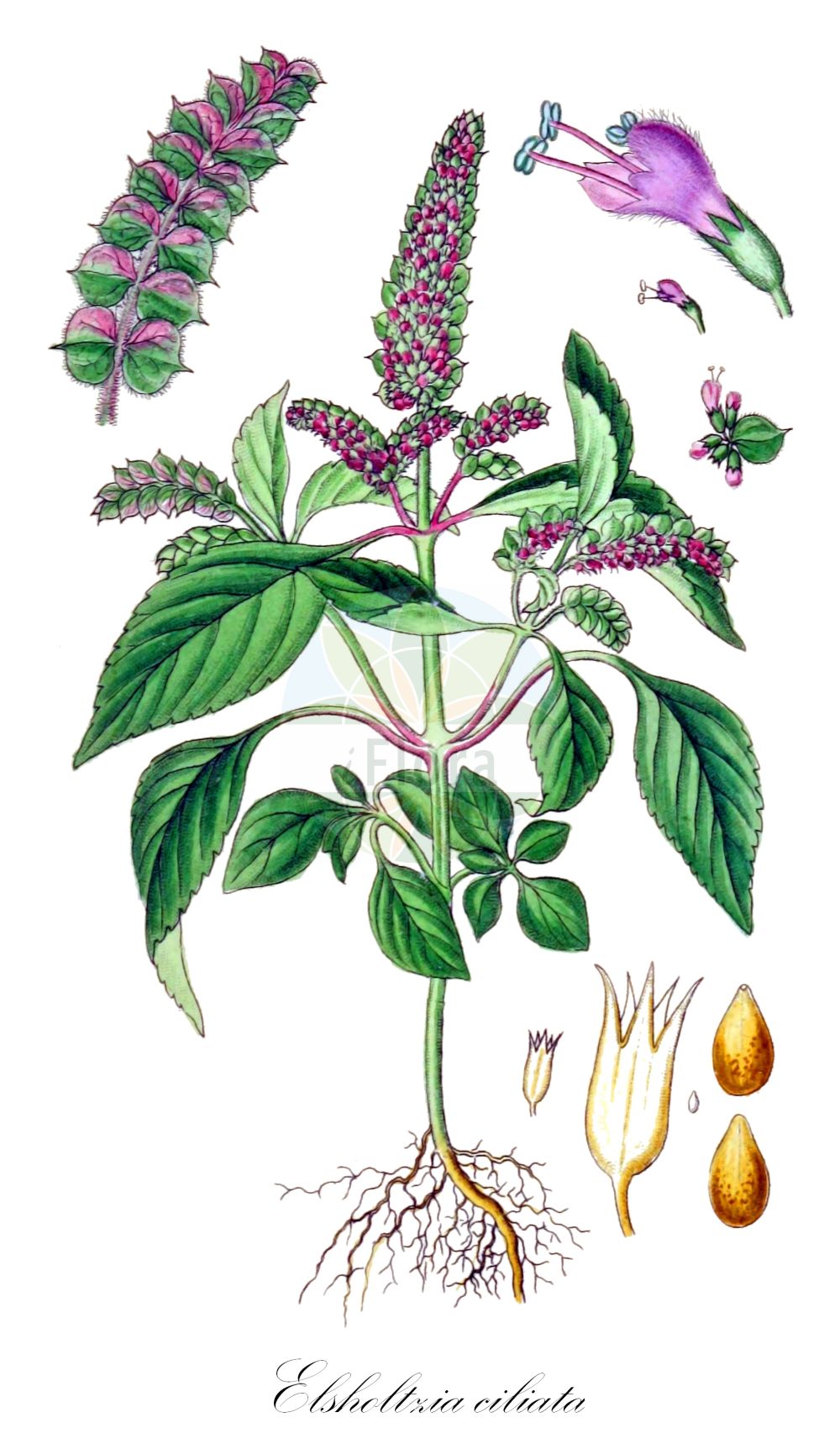 Elsholtzia ciliata - Lamiaceae,Plantae,Pteridobiotina,Angiosperms,Lamiales,Lamiaceae,Elsholtzia,Elsholtzia ciliata,Elsholtzia ciliata f. leucantha, Elsholtzia ciliata var. brevipes, Elsholtzia ciliata var. depauperata, Elsholtzia ciliata var. duplicatocrenata, Elsholtzia ciliata var. minima, Elsholtzia ciliata var. ramosa, Elsholtzia ciliata var. remota, Elsholtzia communis var. longipilosa, Elsholtzia cristata, Elsholtzia cristata f. leucantha, Elsholtzia cristata f. ruderalis, Elsholtzia cristata f. saxatilis, Elsholtzia cristata var. ramosa, Elsholtzia cristata var. saxatilis, Elsholtzia cypriani var. longipilosa, Elsholtzia formosana, Elsholtzia hallasanensis, Elsholtzia hallasanensis f. albiflora, Elsholtzia interrupta, Elsholtzia patrinii, Elsholtzia pseudocristata, Elsholtzia pseudocristata var. saxatilis, Elsholtzia saxatilis, Elsholtzia serotina, Elsholtzia splendens f. albiflora, Elsholtzia splendens var. hallasanensis, Elsholtzia springia, Hyssopus bracteatus, Hyssopus ocymifolius, Mentha baikalensis, Mentha cristata, Mentha ovata, Mentha patrinii, Mentha perilloides, Perilla polystachya, Sideritis ciliata, Sideritis ciliata var. mokpoensis,Kammminze;Echte Kammminze;alhucema;alhucemón;эльсгольция реснитчатая;шандра реснитчатая;эльсгольция Патрина;köri yaprağı;češljasta metvica;kammynta;elszolcja orzęciona;marzymięta grzebieniasta;naginata-kôju;ナギナタコジュ;ナギナタコウジュ;szálkamenta;klasnatka brvitá;elsholtzia brvitá;klasnatka brvitá;ельшольція війчаста;sugarihumünt;Patrina sievmētra;kammynte;helttaminttu;kvapioji aniužė;xiāng rú;香薷