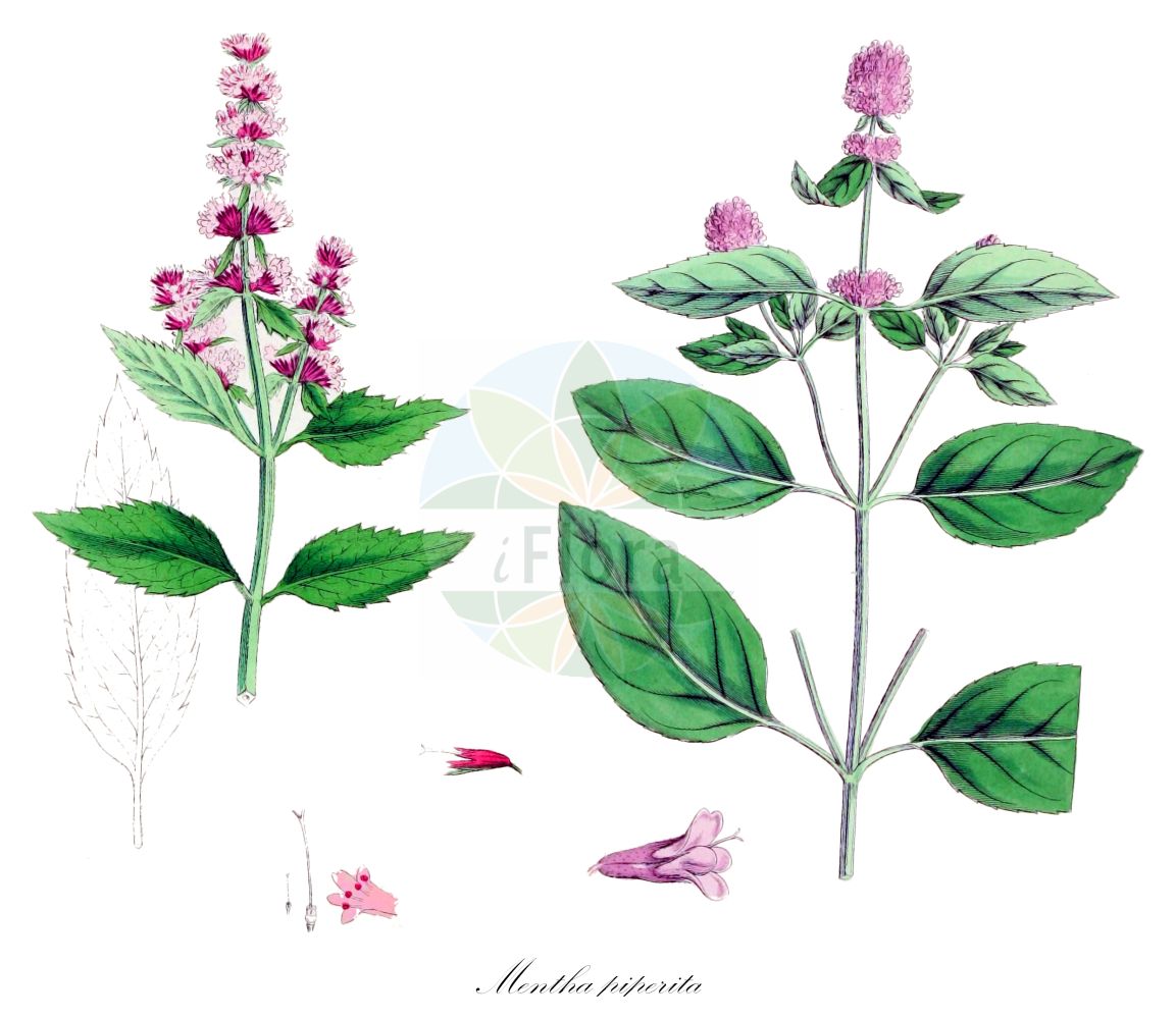 Mentha × piperita - Lamiaceae,Plantae,Pteridobiotina,Angiosperms,Lamiales,Lamiaceae,Mentha,Mentha × piperita,Mentha aquatica f. piperita, Mentha aquatica var. langii, Mentha aquatica var. piperita, Mentha balsamea, Mentha banatica, Mentha braousiana, Mentha canescens var. schultzii, Mentha concinna, Mentha crispula, Mentha durandoana, Mentha exaltata, Mentha fraseri, Mentha glabra, Mentha glabrata, Mentha glomerata var. piperita, Mentha hercynica, Mentha heuffelii, Mentha hircina, Mentha hircina, Mentha hirtescens, Mentha hortensis, Mentha hortensis var. citrata, Mentha hudsoniana, Mentha kahirina, Mentha langii, Mentha maximilianea var. schultzii, Mentha napolitana, Mentha nigricans, Mentha odora, Mentha officinalis, Mentha pimentum, Mentha piperita f. puberula, Mentha piperita f. rotundella, Mentha piperita var. balsamea, Mentha piperita var. beckeri, Mentha piperita var. braousiana, Mentha piperita var. calophylla, Mentha piperita var. calvifolia, Mentha piperita var. crispula, Mentha piperita var. durandoana, Mentha piperita var. globosiceps, Mentha piperita var. hercynica, Mentha piperita var. heuffelii, Mentha piperita var. hircina, Mentha piperita var. hispidula, Mentha piperita var. hudsoniana, Mentha piperita var. langii, Mentha piperita var. officinalis, Mentha piperita var. officinalis, Mentha piperita var. ouweneelii, Mentha piperita var. pennsylvanica, Mentha piperita var. pimentum, Mentha piperita var. piperoides, Mentha piperita var. poicila, Mentha piperita var. subhirsuta, Mentha piperita var. sylvestris, Mentha piperita var. vulgaris, Mentha piperoides, Mentha schultzii, Mentha suavis var. schultzii, Mentha tenuis, Mentha viridis var. piperita,Pfeffer-Minze;Pfefferminze;Menthe poivrée;Menta piperina