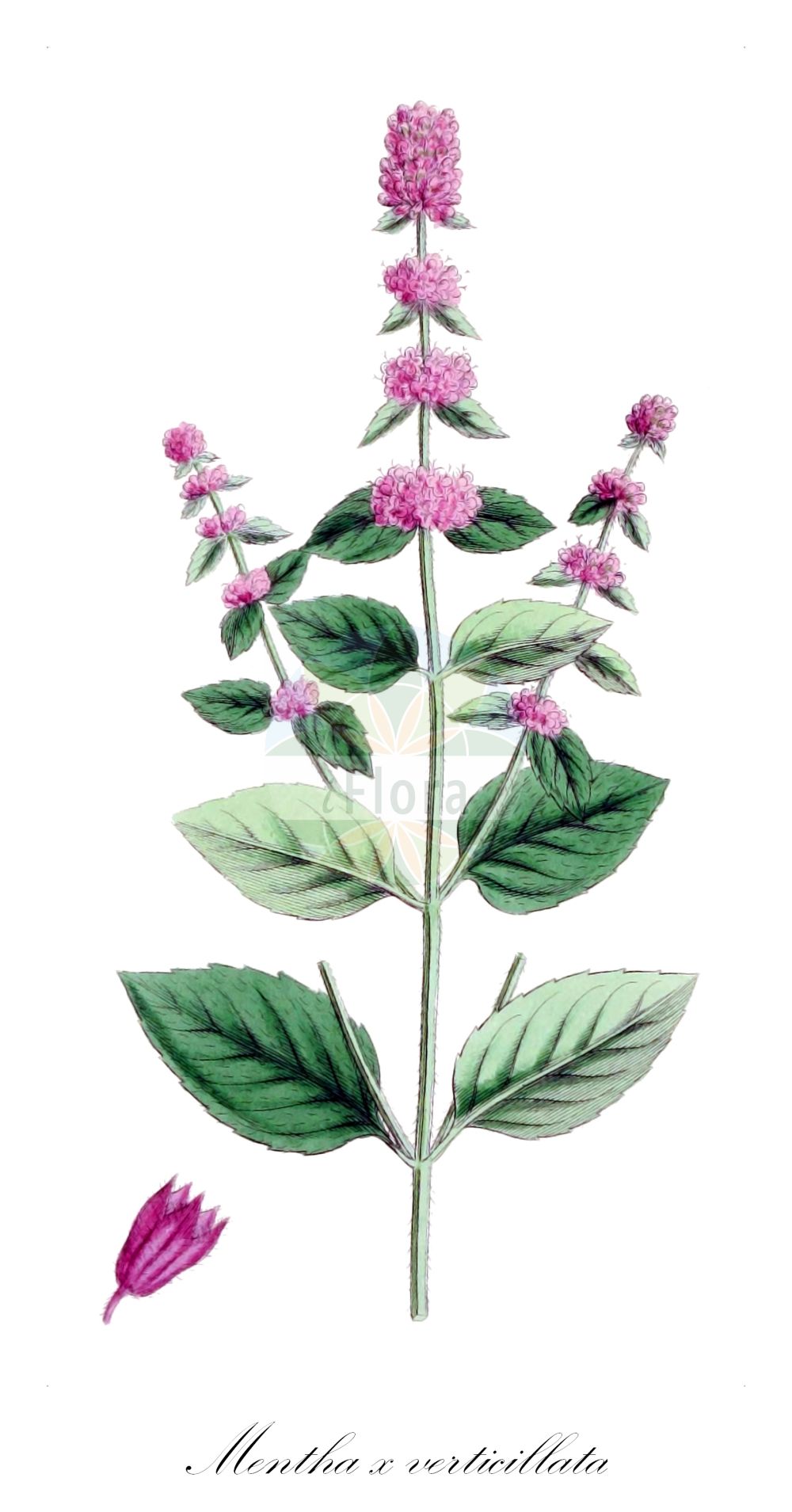 Mentha × verticillata - Lamiaceae,Plantae,Pteridobiotina,Angiosperms,Lamiales,Lamiaceae,Mentha,Mentha × verticillata,Mentha abruptifolia, Mentha acinifolia, Mentha acutifolia, Mentha acuti-serrata, Mentha adulterina, Mentha agardhiana, Mentha alata, Mentha amplissima, Mentha aquatica subsp. verticillata, Mentha aquatica subsp. verticillata, Mentha aquatica var. acuta, Mentha aquatica var. hirsuta, Mentha aquatica var. pilosa, Mentha aquatica var. verticillata, Mentha aquaticoarvensis, Mentha aquaticoarvensis f. acutifolia, Mentha aquaticoarvensis f. eifliensis, Mentha aquaticoarvensis f. elliptica, Mentha aquaticoarvensis f. latifolia, Mentha aquaticoarvensis f. longipedunculata, Mentha aquaticoarvensis f. opaca, Mentha aquaticoarvensis f. subglabra, Mentha aquaticoarvensis f. subspicata, Mentha arvensiaquatica, Mentha arvensiaquatica f. articulata, Mentha arvensis subsp. sativa, Mentha austiana, Mentha ballotifolia, Mentha belgradensis, Mentha beneschina, Mentha biserrata, Mentha bracteosa, Mentha brauniana, Mentha brevicomosa, Mentha brevidentata, Mentha calaminthoides, Mentha cechobrodensis, Mentha ceretana, Mentha ceretanica, Mentha clinopodiifolia, Mentha coerulea, Mentha comosa, Mentha conspicua, Mentha crenata, Mentha crenatifolia, Mentha diversifolia, Mentha dumosa, Mentha durandiana, Mentha elata, Mentha elata var. amplissima, Mentha fallax, Mentha galeopsifolia, Mentha galeopsifolia var. subalpina, Mentha gentilis var. acutifolia, Mentha glabra, Mentha glomerata var. sativa, Mentha grazensis, Mentha grosseserrata, Mentha hardeggensis, Mentha heleonastes, Mentha hirsuta f. acutifolia, Mentha hirsuta var. acutifolia, Mentha hirsuta var. cruciata, Mentha hirsuta var. sativa, Mentha hostii var. oblongifrons, Mentha interrupta, Mentha inundata, Mentha kerneri f. acutifolia, Mentha latissima, Mentha libertiana, Mentha litoralis f. interrupta, Mentha litoralis var. interrupta, Mentha melissoides, Mentha montana, Mentha motolensis, Mentha nitida, Mentha nitida var. eschfaelleri, Mentha nudiceps, Mentha nusleensis, Mentha obtuse-crenatoserrata, Mentha orbiculata, Mentha ovalifolia, Mentha palustris var. plicata, Mentha parviflora, Mentha peduncularis, Mentha pilosa, Mentha plicata, Mentha pluriglobula, Mentha prachinensis, Mentha pseudostachya, Mentha pujoli, Mentha rhomboidea, Mentha rivalis, Mentha rubescens, Mentha rubrohirta, Mentha sativa, Mentha sativa f. latifolia, Mentha sativa subsp. acutifolia, Mentha sativa subsp. latifolia, Mentha sativa var. hirsuta, Mentha sativa var. melissifolia, Mentha sativa var. orbiculata, Mentha sativa var. paludosa, Mentha sativa var. parviflora, Mentha sativa var. vulgaris, Mentha schleicheri, Mentha sciaphila, Mentha serotina, Mentha similata, Mentha speckmoseriana, Mentha statenicensis, Mentha statenicensis var. acutiserrata, Mentha stricta, Mentha subalpina, Mentha subspicata var. fluviatilis, Mentha subspicata var. nudiceps, Mentha sudetica, Mentha tortuosa, Mentha valdepilosa, Mentha verticillata f. alluta, Mentha verticillata f. austiana, Mentha verticillata f. ballotifolia, Mentha verticillata f. calaminthoides, Mentha verticillata f. circonensis, Mentha verticillata f. conspicua, Mentha verticillata f. convexidentata, Mentha verticillata f. cordibasea, Mentha verticillata f. danubialis, Mentha verticillata f. diversifrons, Mentha verticillata f. elaia, Mentha verticillata f. fallax, Mentha verticillata f. granitzensis, Mentha verticillata f. grazensis, Mentha verticillata f. hardeggensis, Mentha verticillata f. lacustris, Mentha verticillata f. loiana, Mentha verticillata f. longipedunculata, Mentha verticillata f. longiramula, Mentha verticillata f. micranthera, Mentha verticillata f. motolensis, Mentha verticillata f. nudiceps, Mentha verticillata f. oenoidea, Mentha verticillata f. oligodonta, Mentha verticillata f. parvula, Mentha verticillata f. peduncularis, Mentha verticillata f. pilosa, Mentha verticillata f. pluriglobula, Mentha verticillata f. procera, Mentha verticillata f. prodonta, Mentha verticillata f. pseudocrispa, Mentha verticillata f. pseudolucorum, Mentha verticillata f. pustariensis, Mentha verticillata f. pycnodonta, Mentha verticillata f. pycnophylloides, Mentha verticillata f. raridens, Mentha verticillata f. rechingeri, Mentha verticillata f. rivularis, Mentha verticillata f. rubrohirta, Mentha verticillata f. spaniodonta, Mentha verticillata f. statenicensis, Mentha verticillata f. substantenicensis, Mentha verticillata f. trichomischos, Mentha verticillata subsp. acutifolia, Mentha verticillata var. acutifolia, Mentha verticillata var. ballotifolia, Mentha verticillata var. calaminthifolia, Mentha verticillata var. coenogena, Mentha verticillata var. concavidens, Mentha verticillata var. crenata, Mentha verticillata var. crispifoliata, Mentha verticillata var. cruciata, Mentha verticillata var. diversifolia, Mentha verticillata var. dorealis, Mentha verticillata var. elata, Mentha verticillata var. fallax, Mentha verticillata var. frequentidens, Mentha verticillata var. hygrophila, Mentha verticillata var. hylodes, Mentha verticillata var. ilyocola, Mentha verticillata var. jahniana, Mentha verticillata var. juvaviana, Mentha verticillata var. latissima, Mentha verticillata var. leiomischos, Mentha verticillata var. montana, Mentha verticillata var. nitida, Mentha verticillata var. odorata, Mentha verticillata var. orbiculata, Mentha verticillata var. ovalifolia, Mentha verticillata var. ovatifolia, Mentha verticillata var. parviflora, Mentha verticillata var. peduncularis, Mentha verticillata var. permanens, Mentha verticillata var. perpedicellata, Mentha verticillata var. pilosa, Mentha verticillata var. pluriglobula, Mentha verticillata var. prachinensis, Mentha verticillata var. rivalis, Mentha verticillata var. serotina, Mentha verticillata var. speckmoseriana, Mentha verticillata var. tortuosa, Mentha verticillata var. turczaninowii, Mentha verticillata var. weidenhofferi, Mentha vinacea, Mentha weidenhofferi, Mentha yvesii, Mentha zabichlicensis,Wirtel-Minze