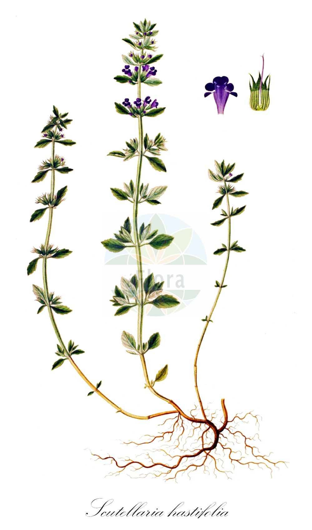 Scutellaria hastifolia - Lamiaceae,Plantae,Pteridobiotina,Angiosperms,Lamiales,Lamiaceae,Scutellaria,Scutellaria hastifolia,Cassida hastifolia, Scutellaria dubia, Scutellaria hastifolia var. roseoalba,Spießblättriges Helmkraut;Spieß-Helmkraut;norfolk skullcap;spear-leaved skullcap;scutellaire à feuilles hastées;scutellaire hastée;scutellaria lanciforme;шлемник копьелистный;mızraklı kaside;skutelarë;kopljasta grozničnica;spydbladet skjolddrager;tarczyca oszczepolistna;tarczyca oszczepowata;kopjastolistna čeladnica;dárdalevelű csukóka;dárdás csukóka;šišák hrálolistý;šišák hrálovitý;šišak gracovitý;šišak oštepolistý;шоломниця списолиста;шоломниця сумнівна;копиелистна превара;odalehine tihashein;šķēplapu ķiverene;toppskjoldbærer;keihäsvuohennokka;копљатолистна грозничица;копљљаста шишка;копљолисти шишак;pievinė kalpokė